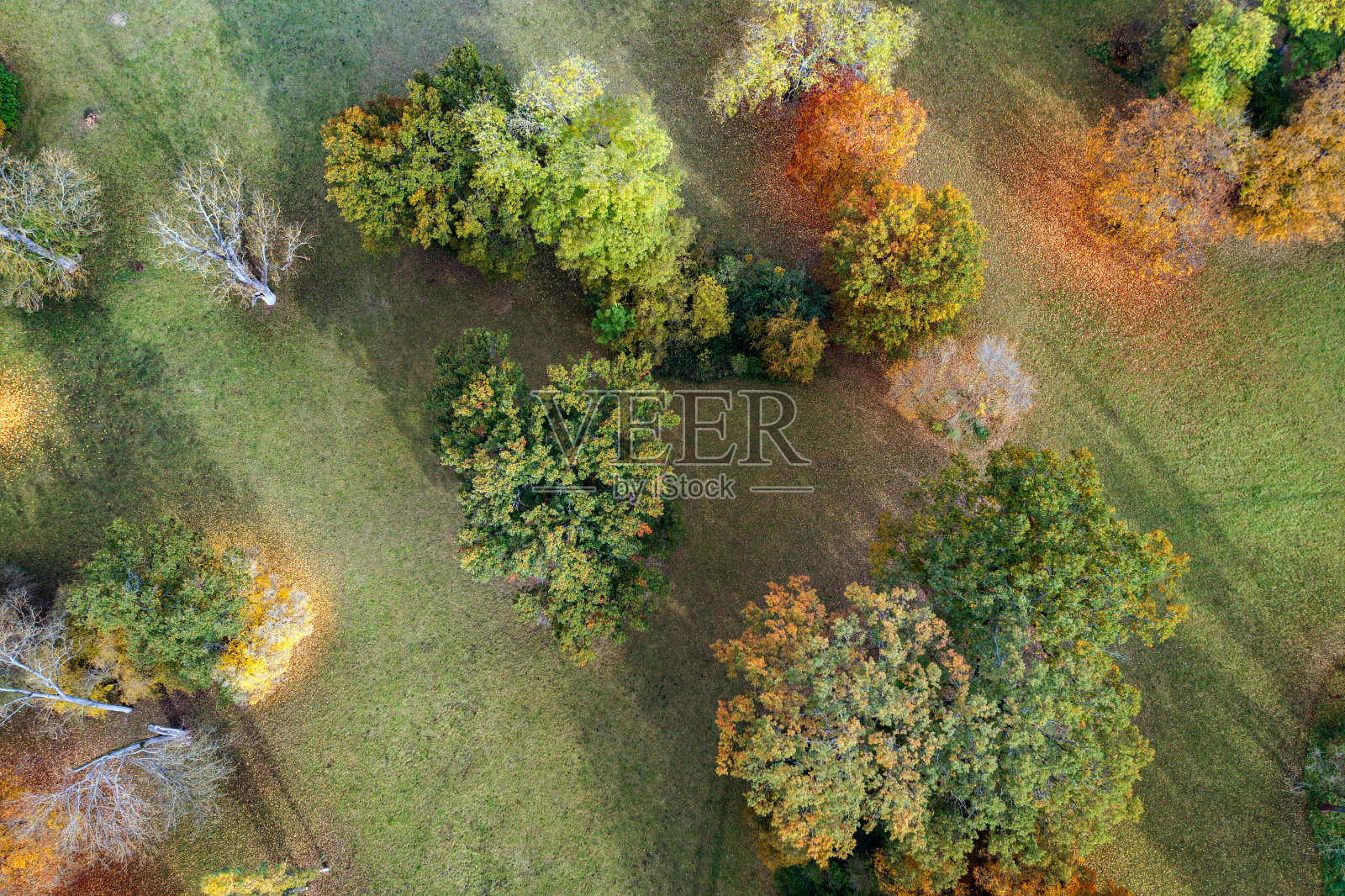 鸟瞰多姿多彩的公园树木在秋天照片摄影图片