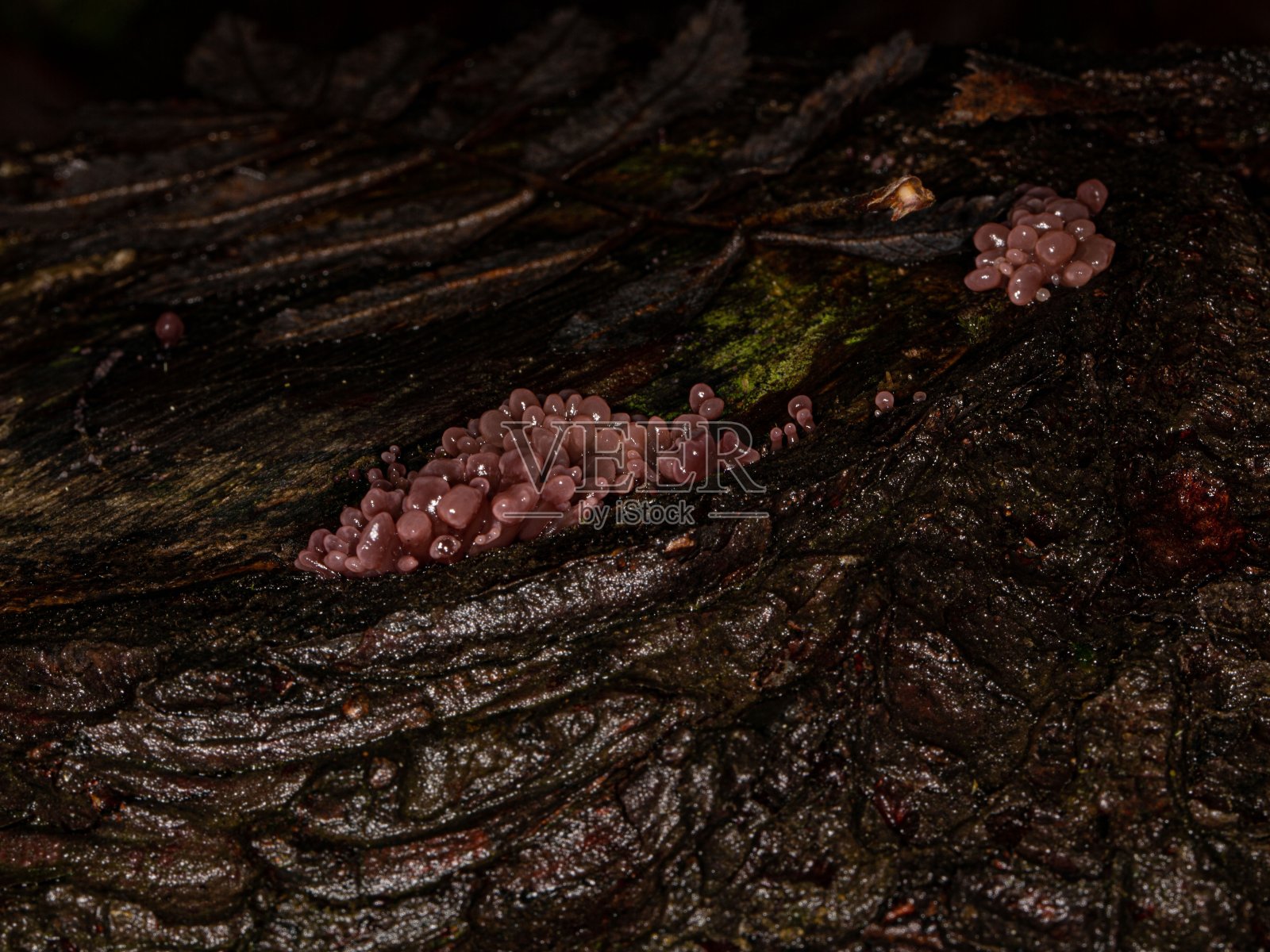 抗坏血碱类。照片摄影图片