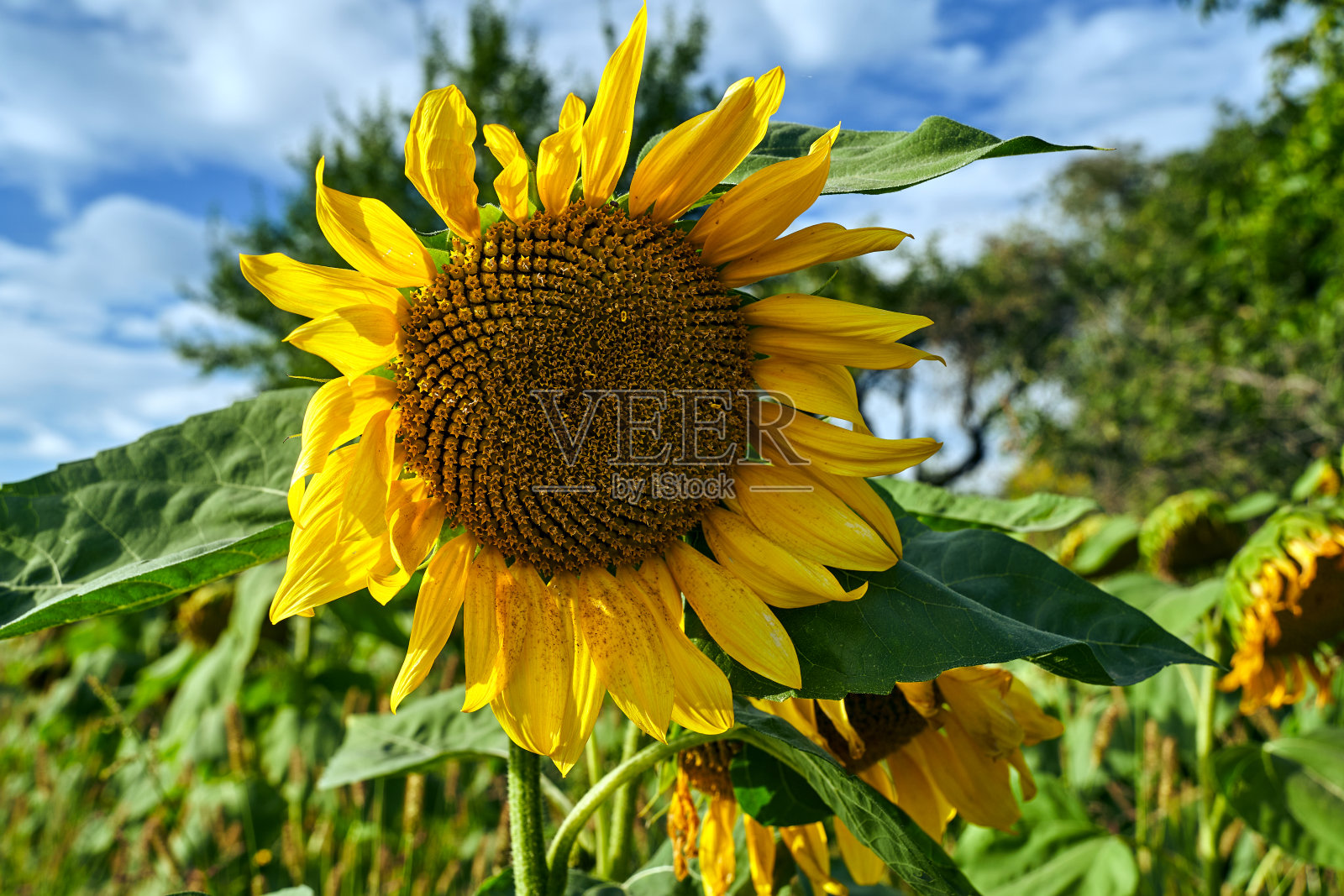 夏天向日葵盛开的细节照片摄影图片