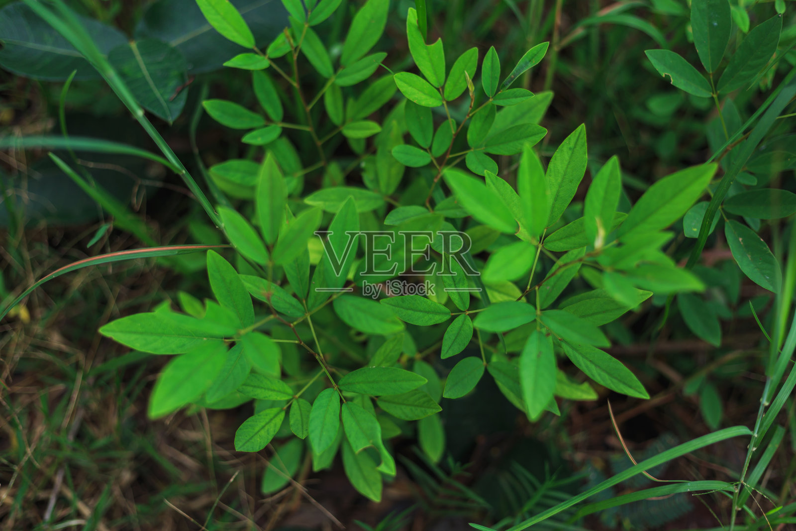 叶子斑驳的灌木不太吸引人。照片摄影图片