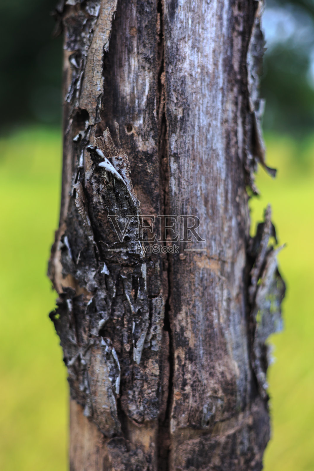 前院种植园近景。照片摄影图片