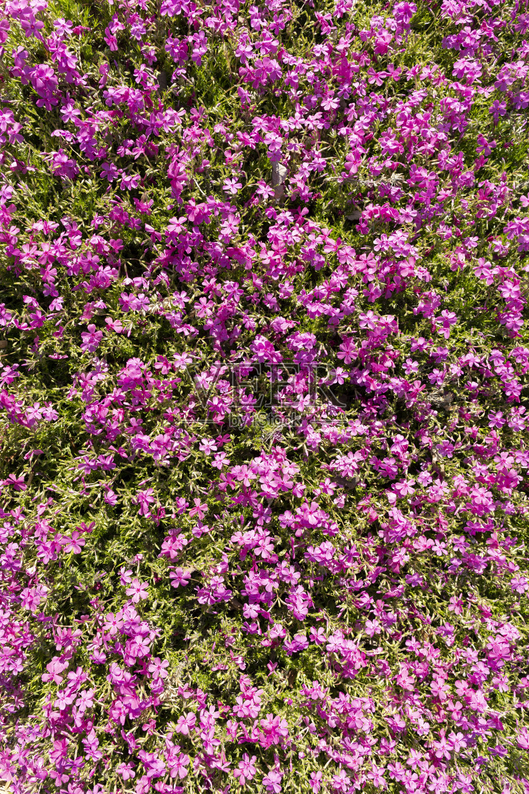 大量粉红色花瓣夹竹桃subbulata McDaniel的坐垫型花照片摄影图片