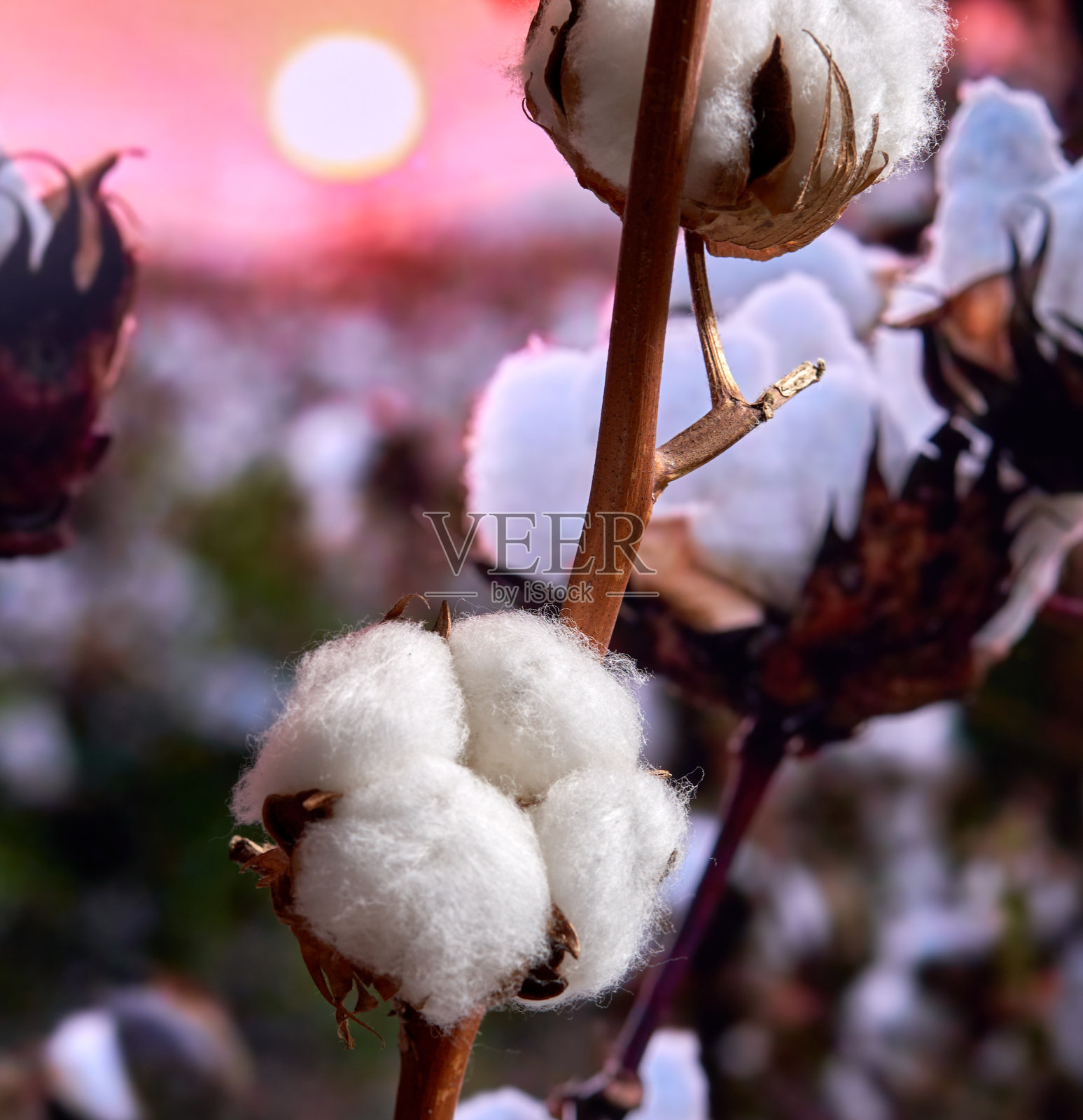 田间生长的棉花照片摄影图片