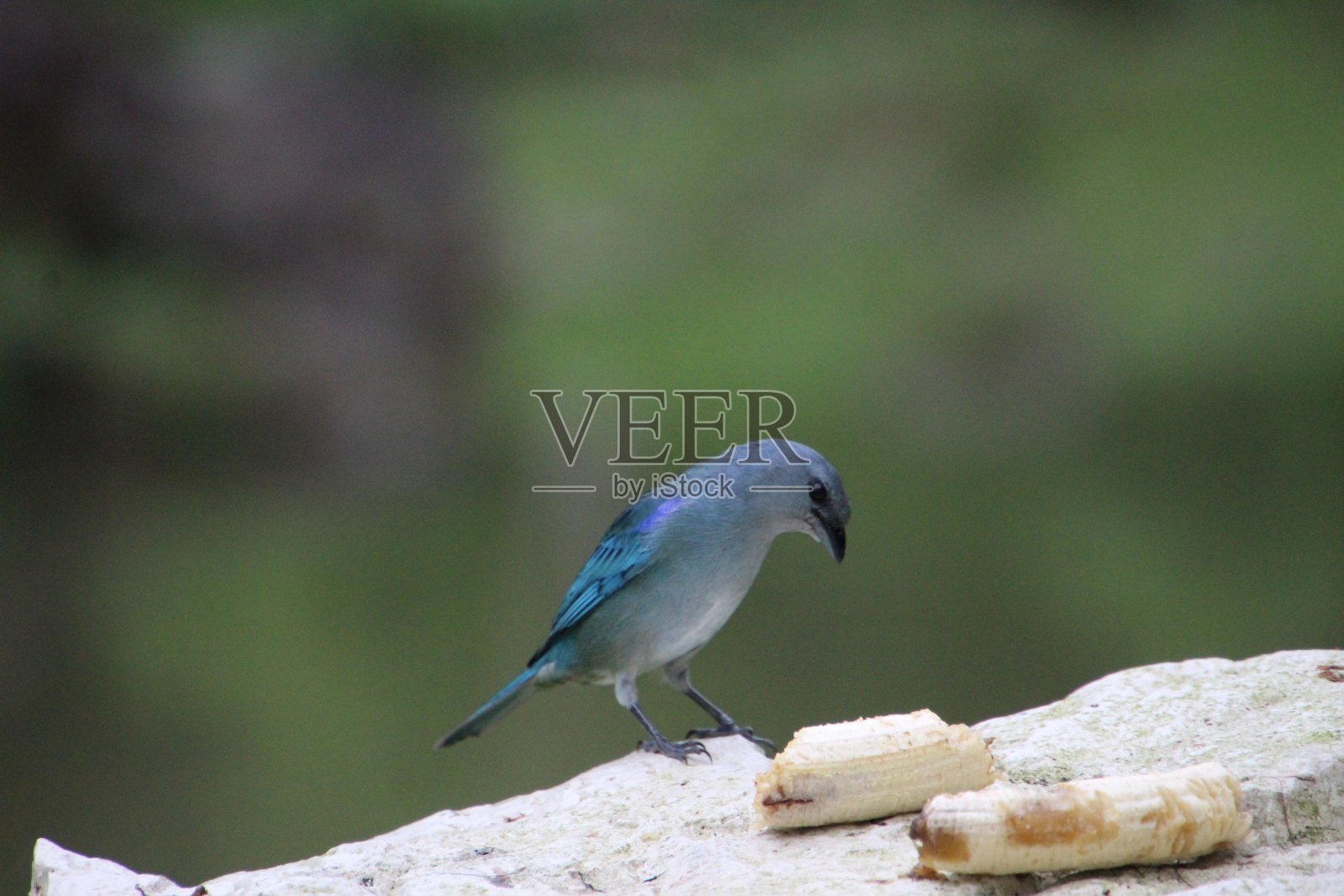 -灰色经理-塔皮斯萨卡照片摄影图片