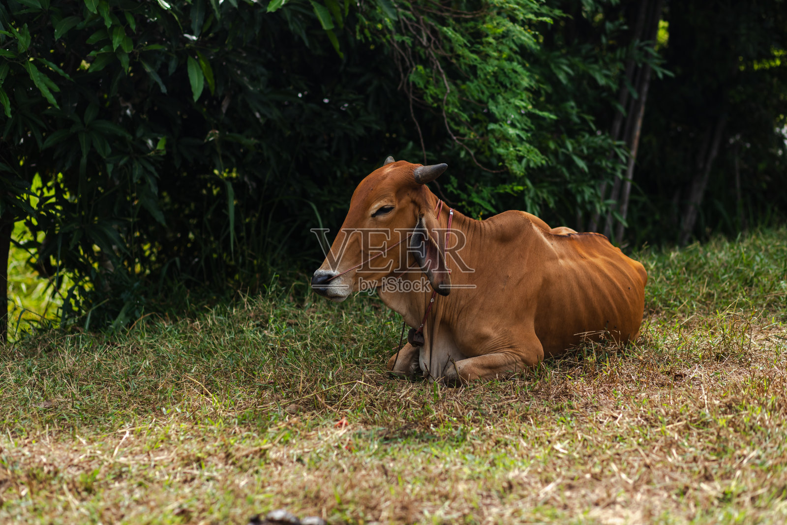 绿色田野上的奶牛。照片摄影图片