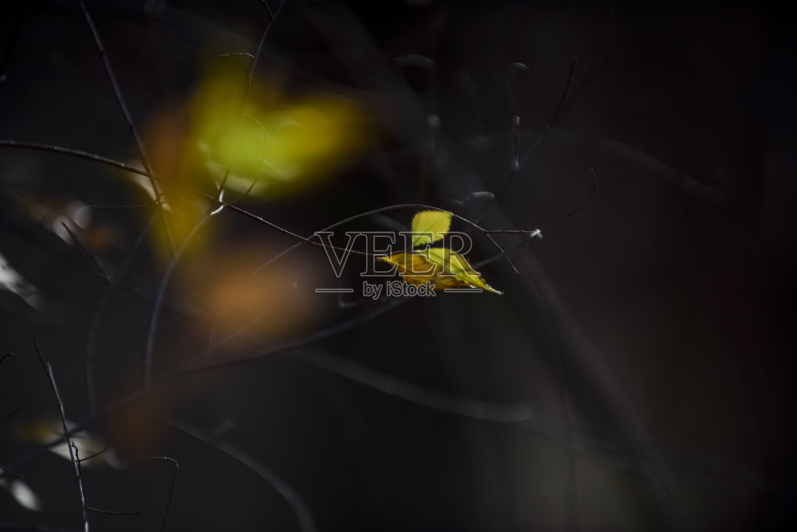 阿根廷巴塔哥尼亚潘帕省森林中的秋叶。照片摄影图片