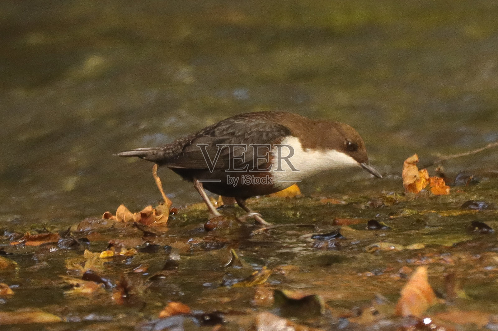 洗碗工(洗碗工)照片摄影图片