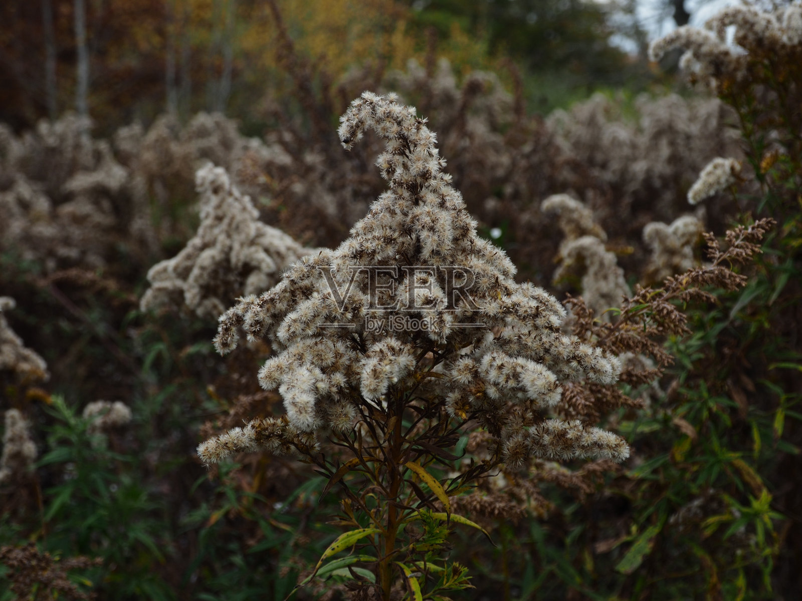 味蕾照片摄影图片