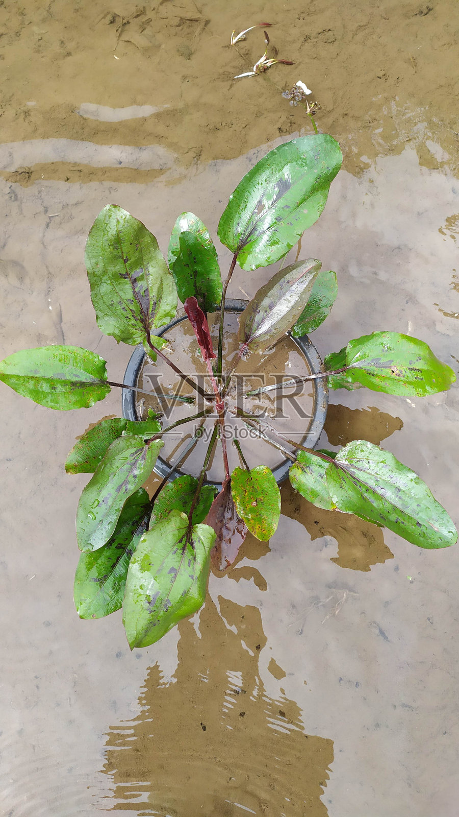 红水茉莉照片摄影图片