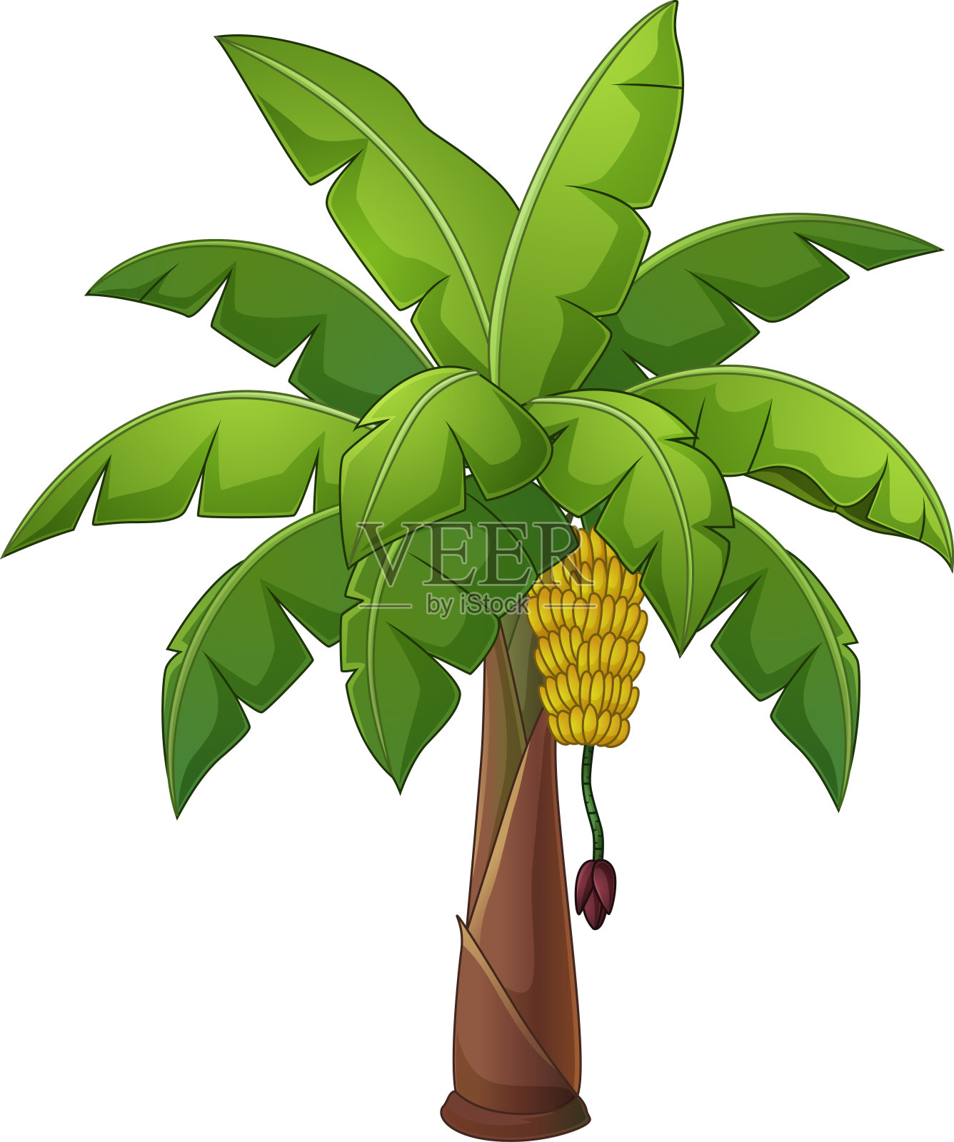 孤立在白色背景上的香蕉棕榈树插画图片素材