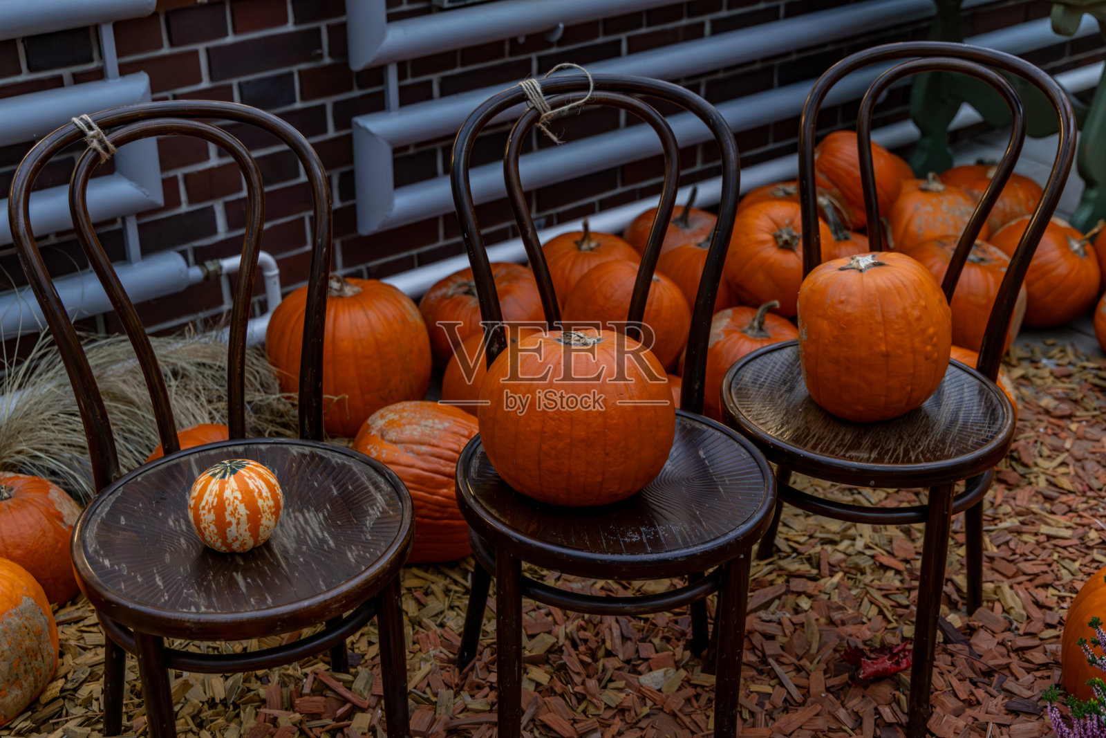 万灵节装饰 - 椅子上的三个橙色南瓜照片摄影图片