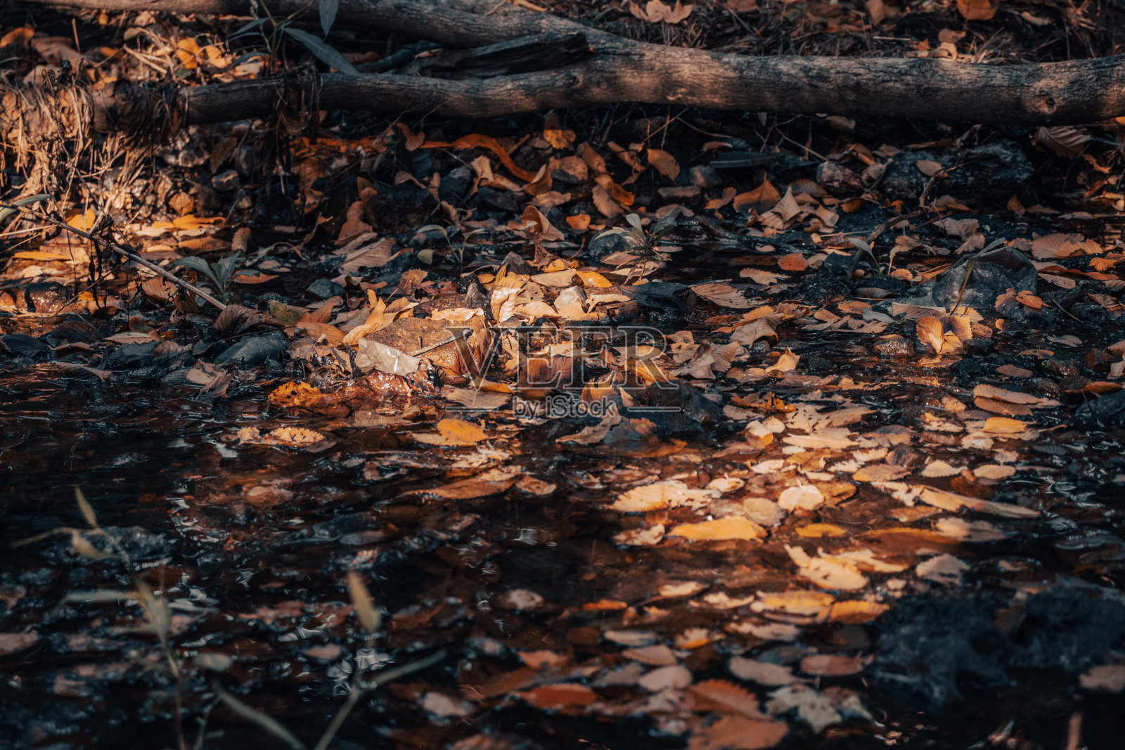 近距离的树叶在地面上的概念照片。秋季阳光大气图像。照片摄影图片