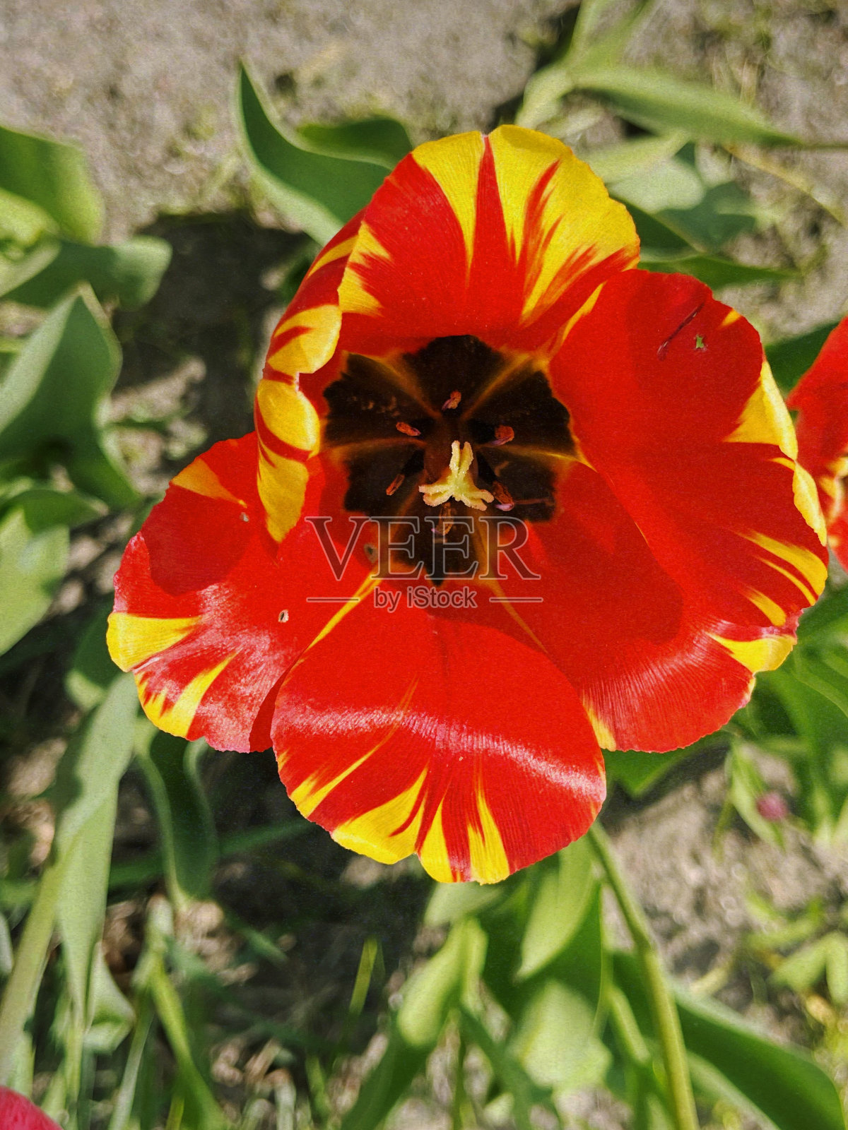 在温室里制作的郁金香Banja Luka(达尔文杂交郁金香)特写照片摄影图片