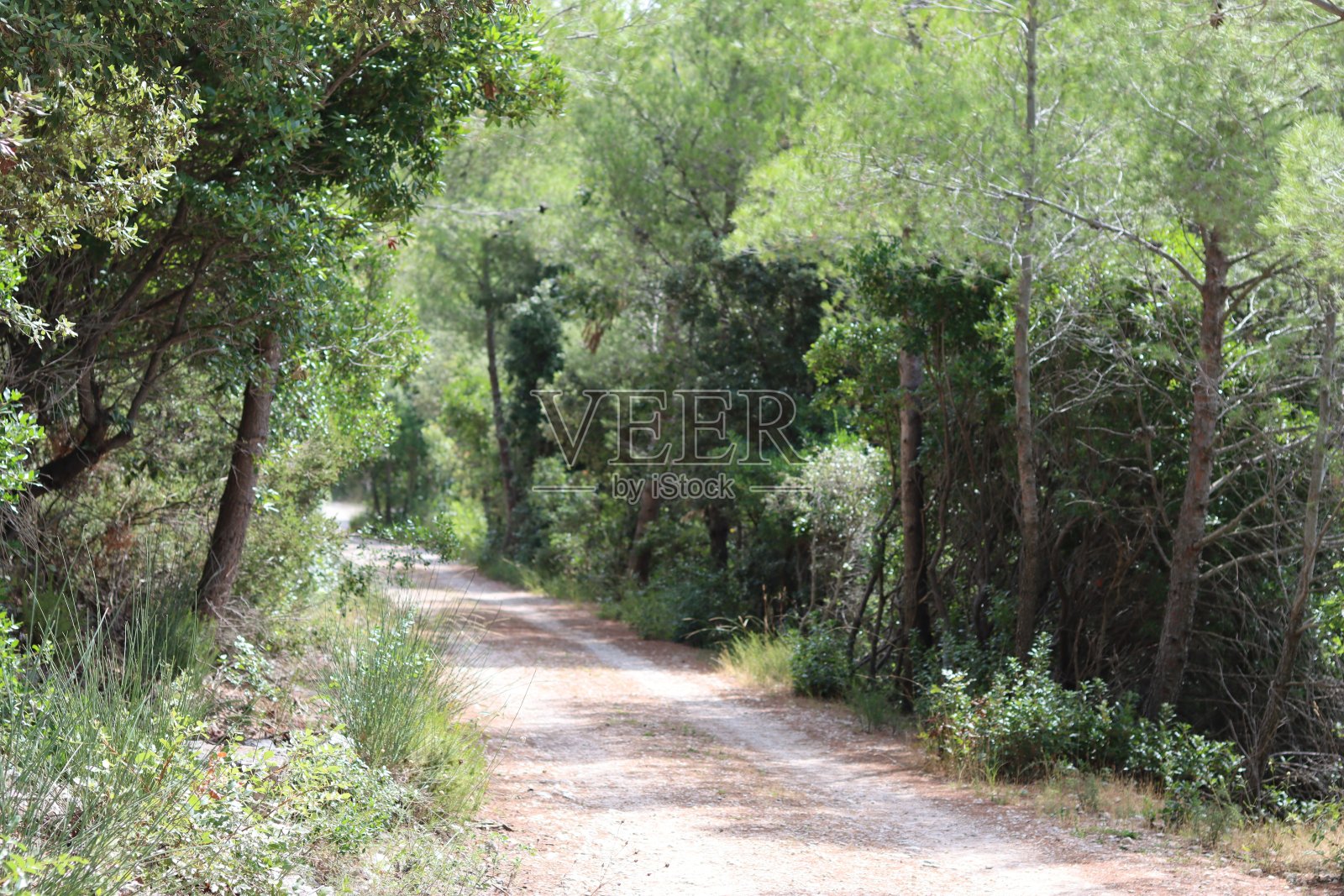 夏日阳光下被树木环绕的乡间小路照片摄影图片