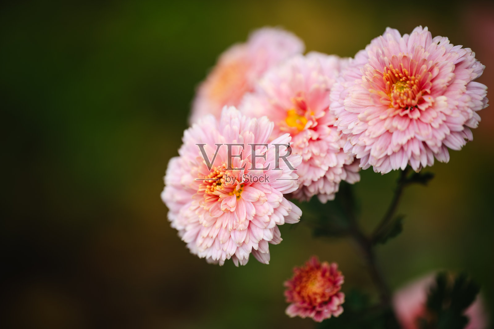 粉红色的花朵花园背景照片摄影图片