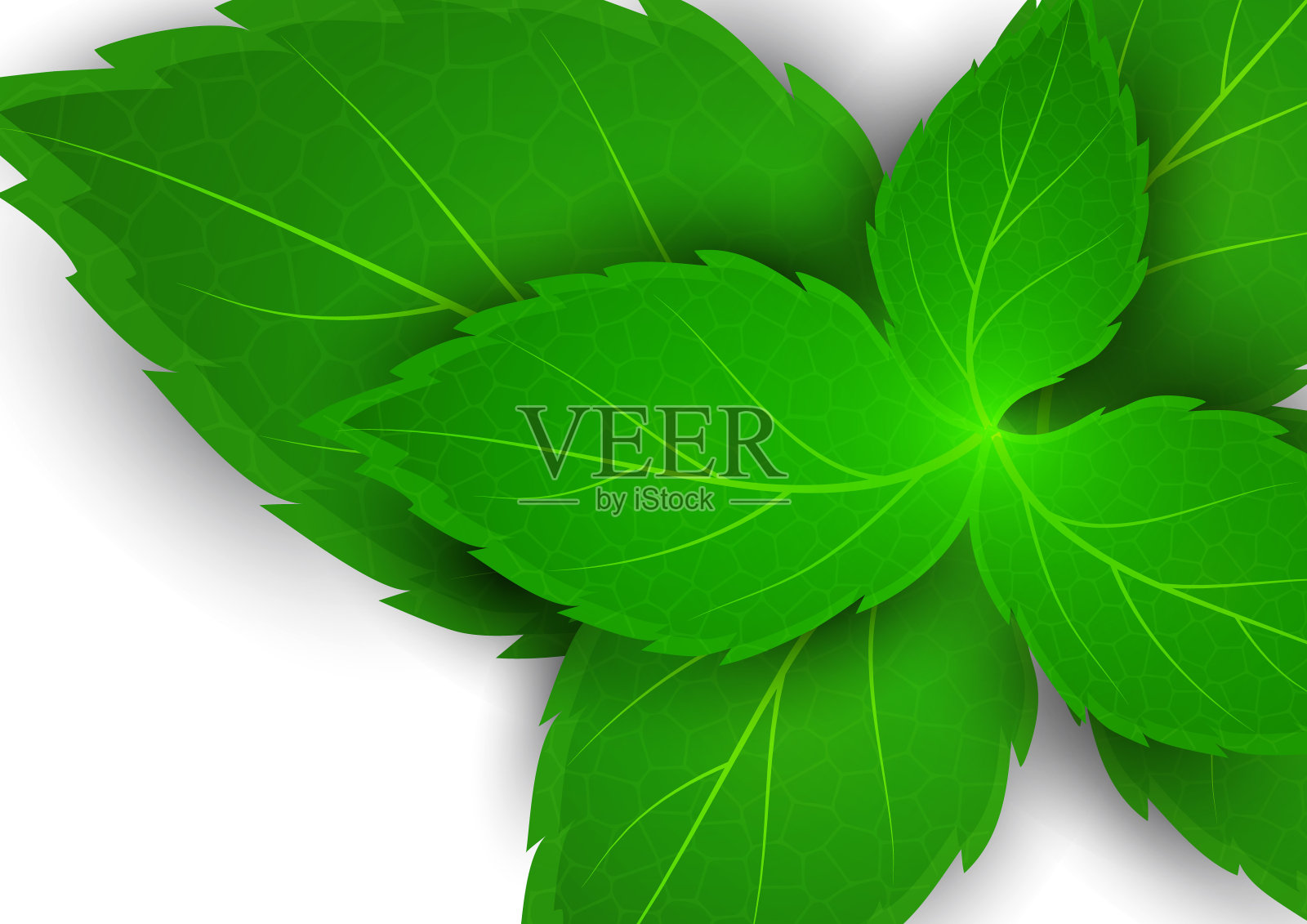 现实的薄荷叶在一个白色的背景。新鲜的概念。向量插画图片素材