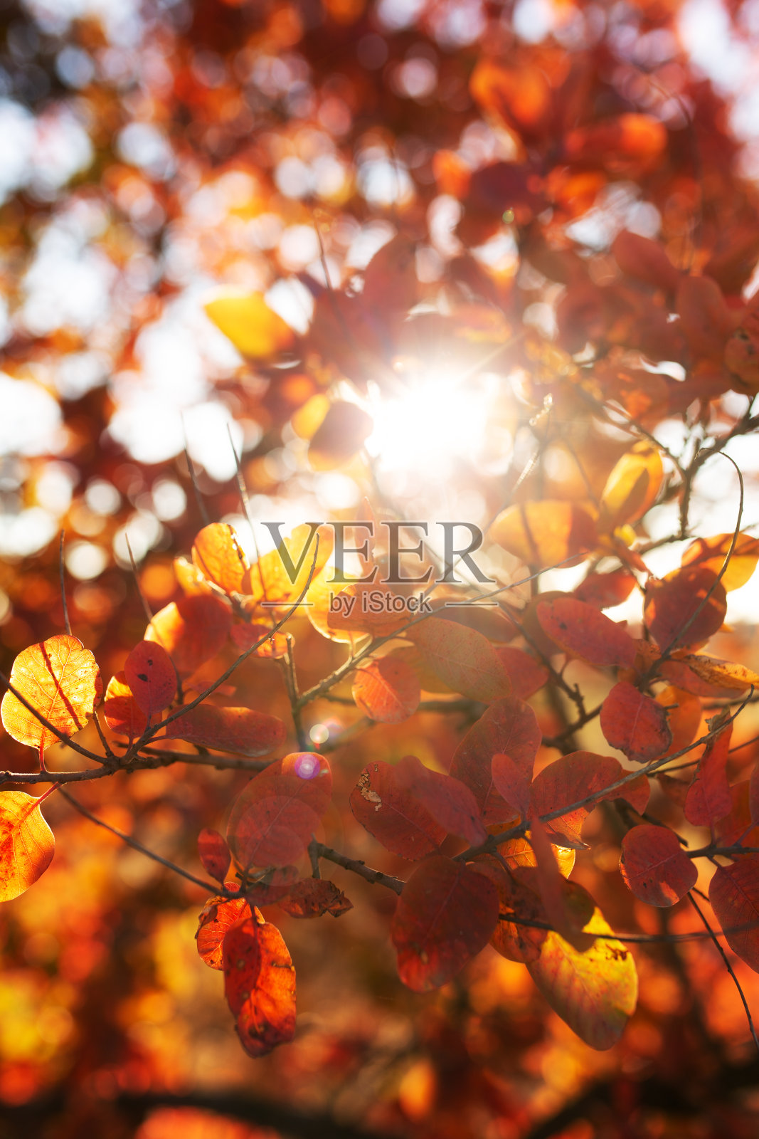 秋天的树叶橙色的，红色的，黄色的在夕阳的余晖中挂在树枝上照片摄影图片