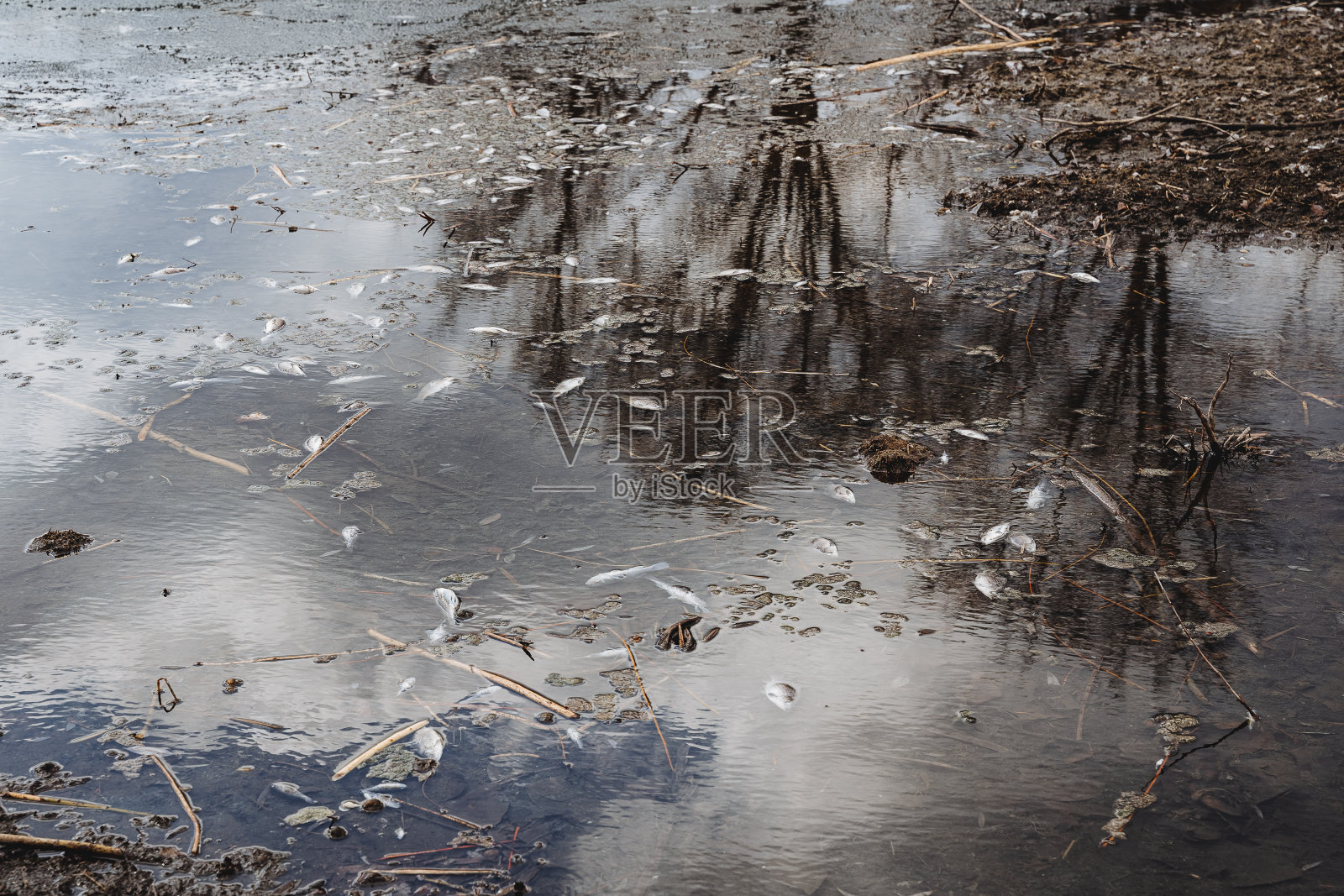 死鱼是水体的生态灾难。鱼死于水中化学物质中毒，缺氧。照片摄影图片