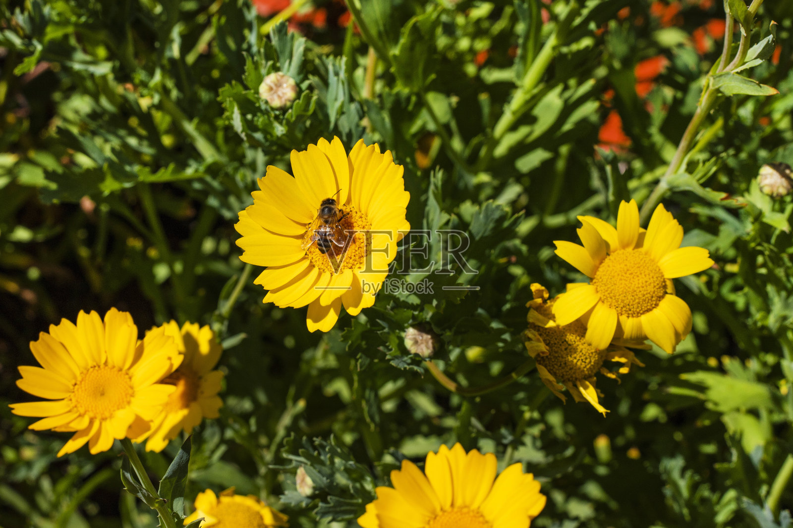 Medellín正在开派对，花展带着游行队伍回来了照片摄影图片