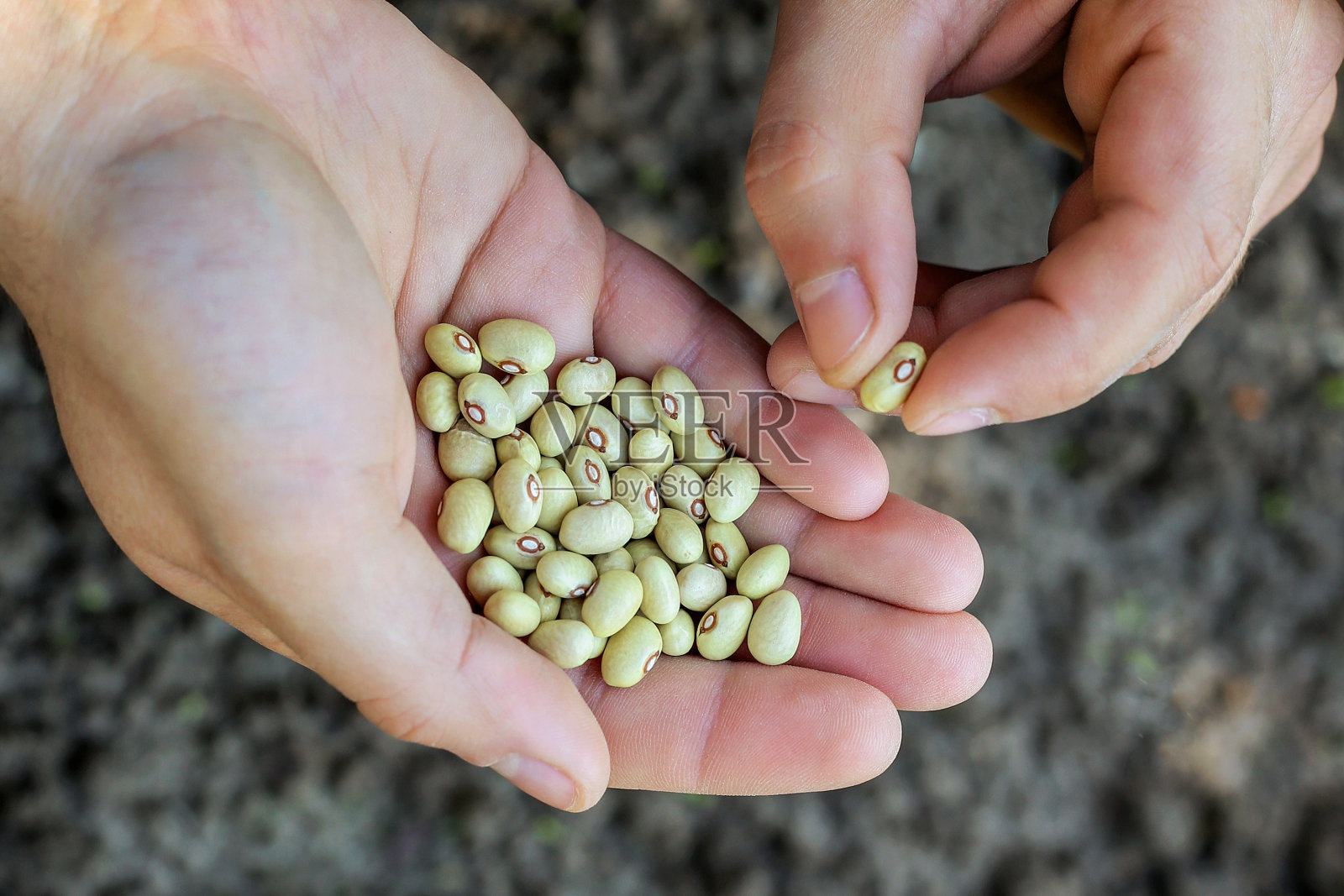 农民在播种前挑选豆类种子照片摄影图片