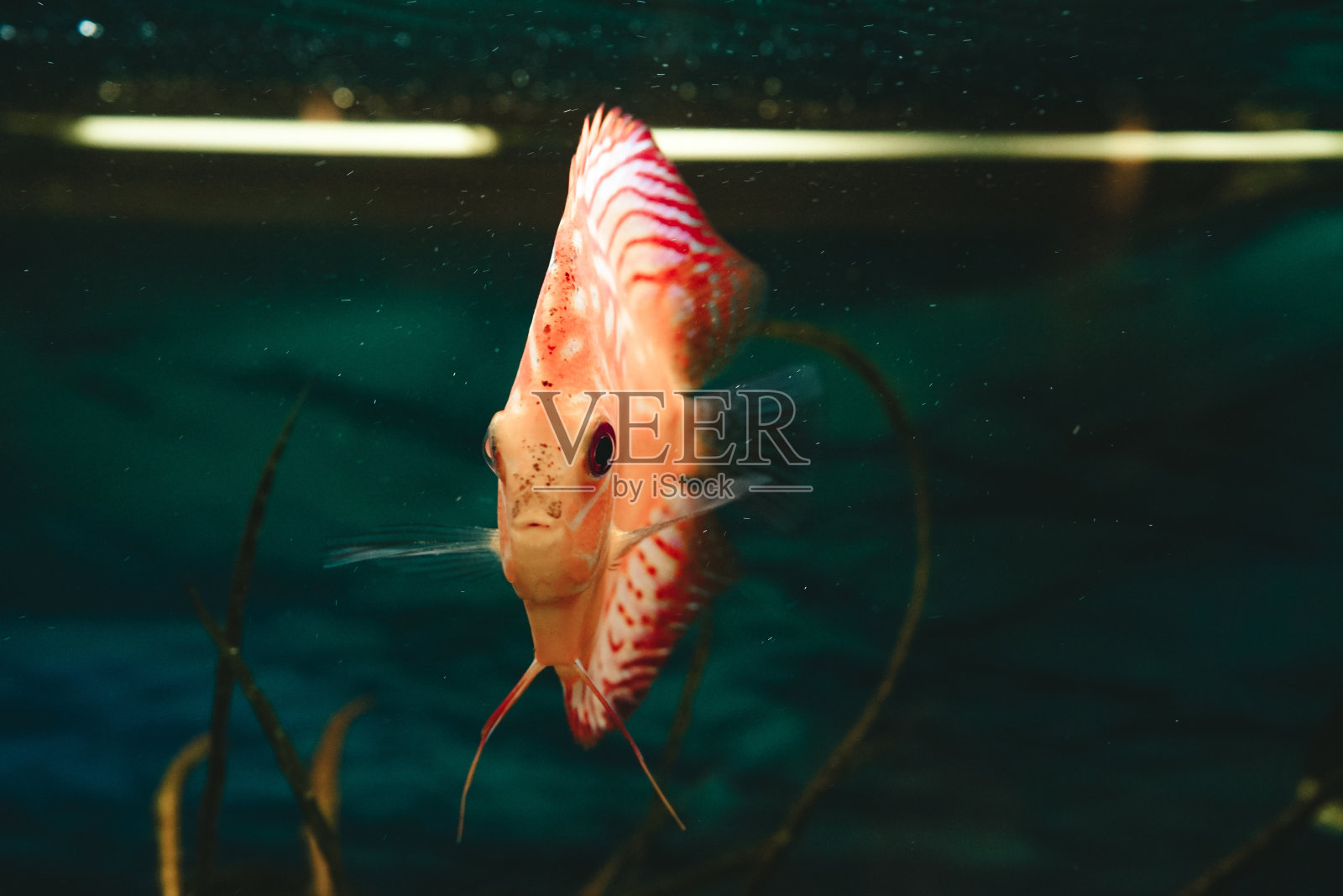 异国情调的鱼，在一个水族馆照片摄影图片