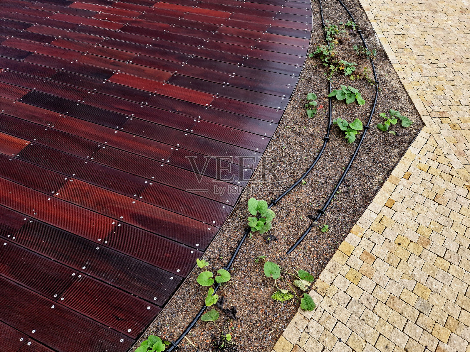 带滴管的软管系列。滴落的水到达多年生植物的根部，得到更好的利用，并且不会像屋顶花园那样迅速地从基质中蒸发掉照片摄影图片