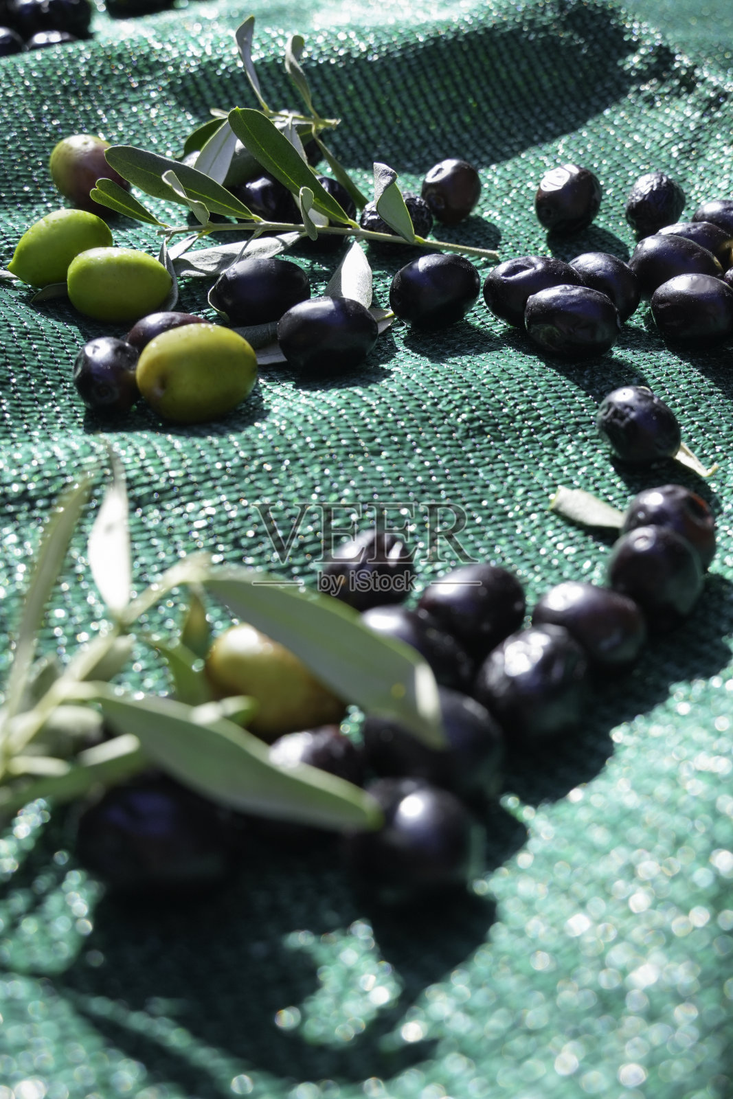 收获的橄榄果实在绿色覆盖。照片摄影图片