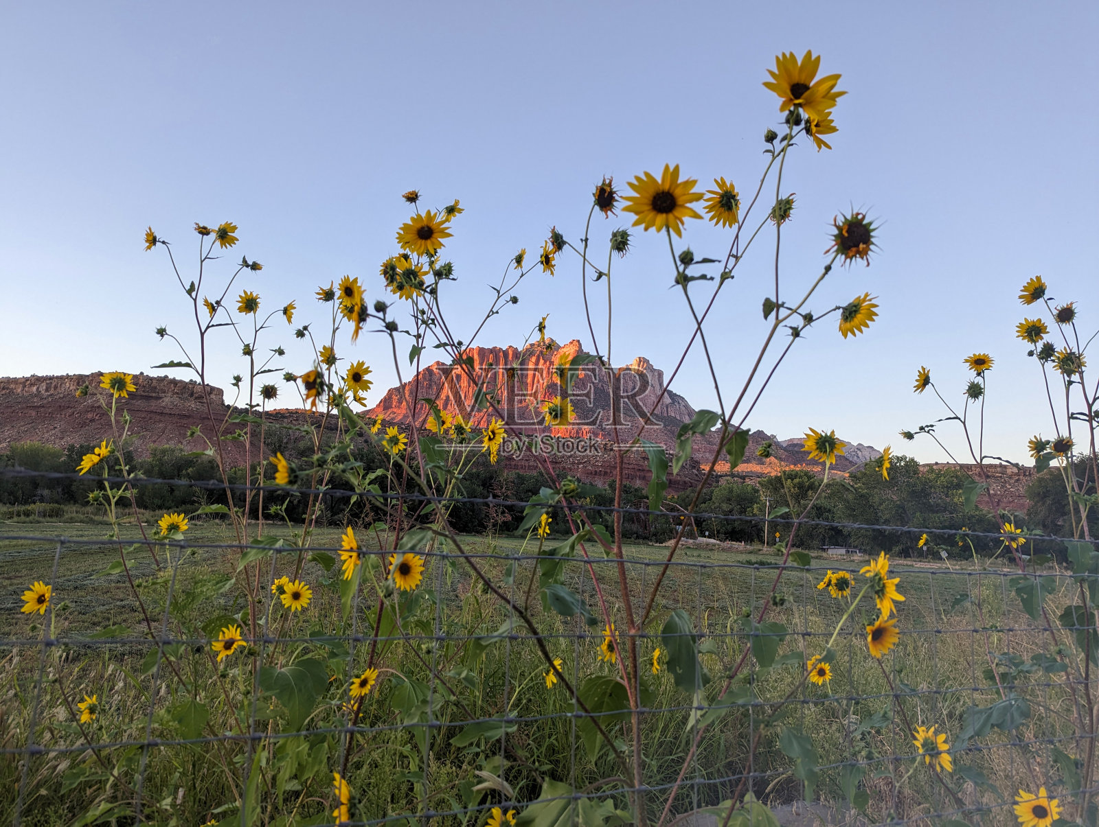 夏末，在南犹他州维珍河沿岸的一个牧场上，向日葵在日落时分俯瞰罗克维尔的锡安国家公园照片摄影图片