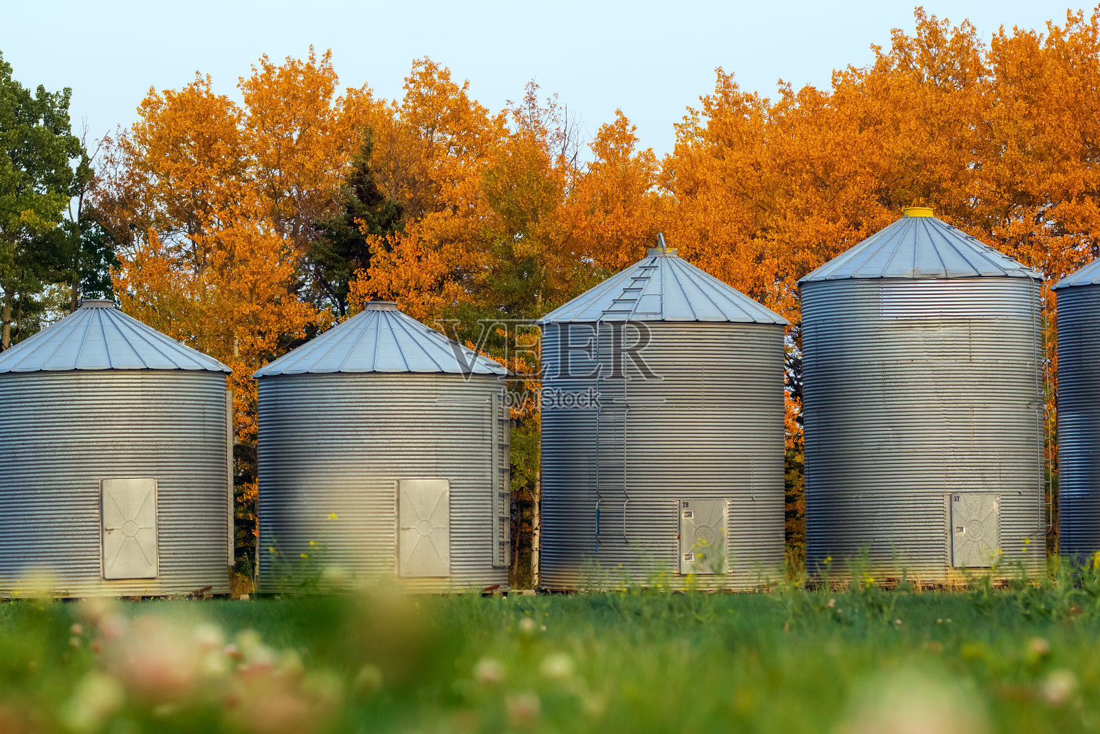 秋天，旧粮仓在森林边的田野里。照片摄影图片