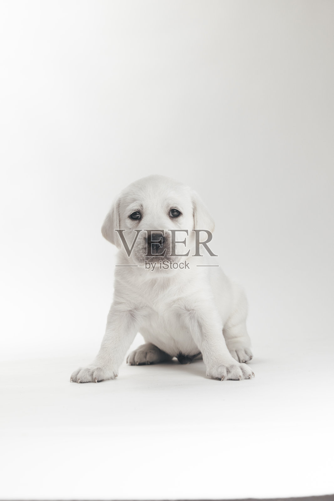白色实验幼犬在白色影棚中坐着（第40天）照片摄影图片
