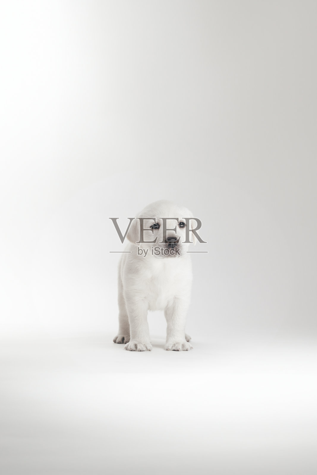 第40天 白色实验犬幼崽 - 白色工作室 - 站立照片摄影图片