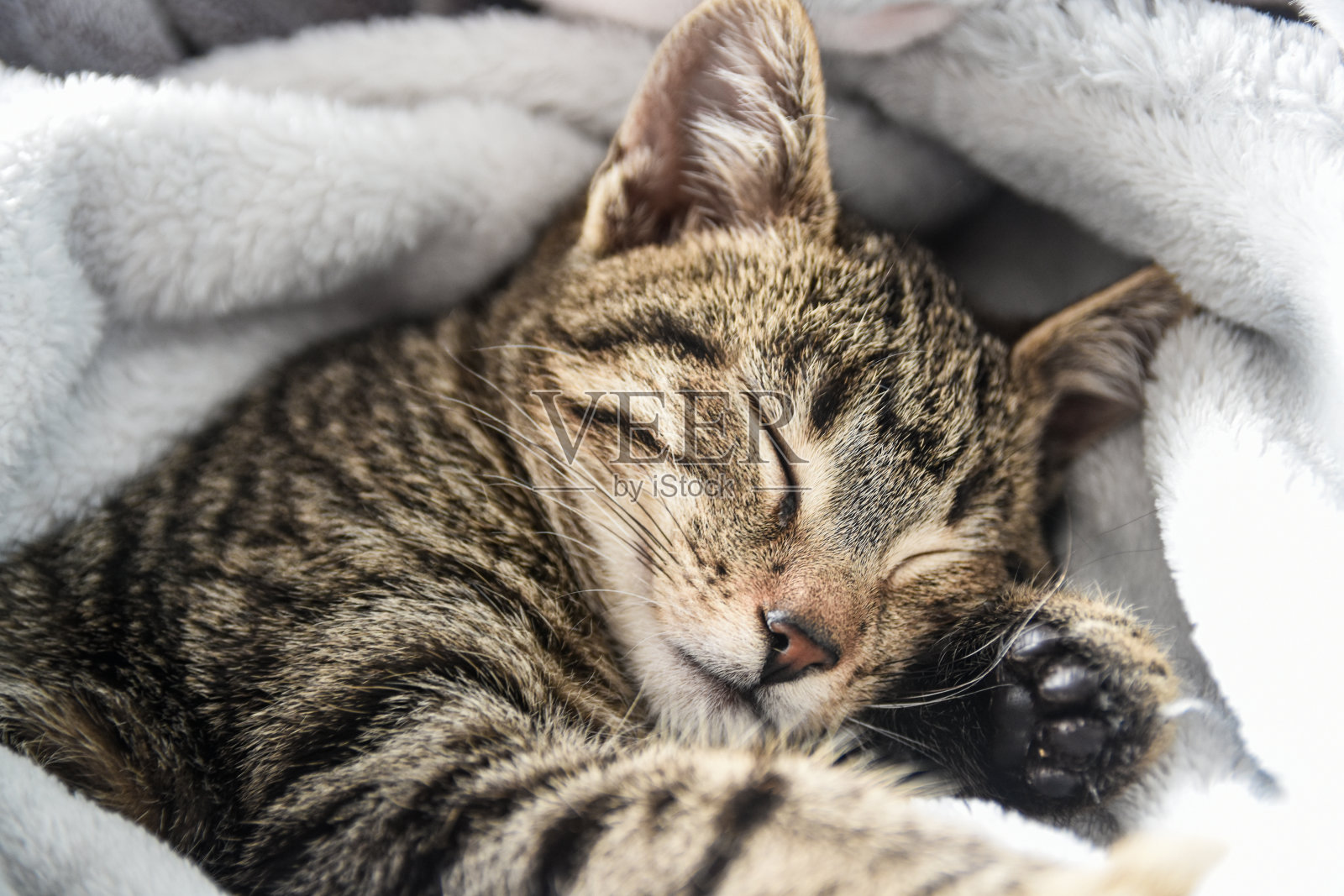 虎斑猫在睡觉照片摄影图片