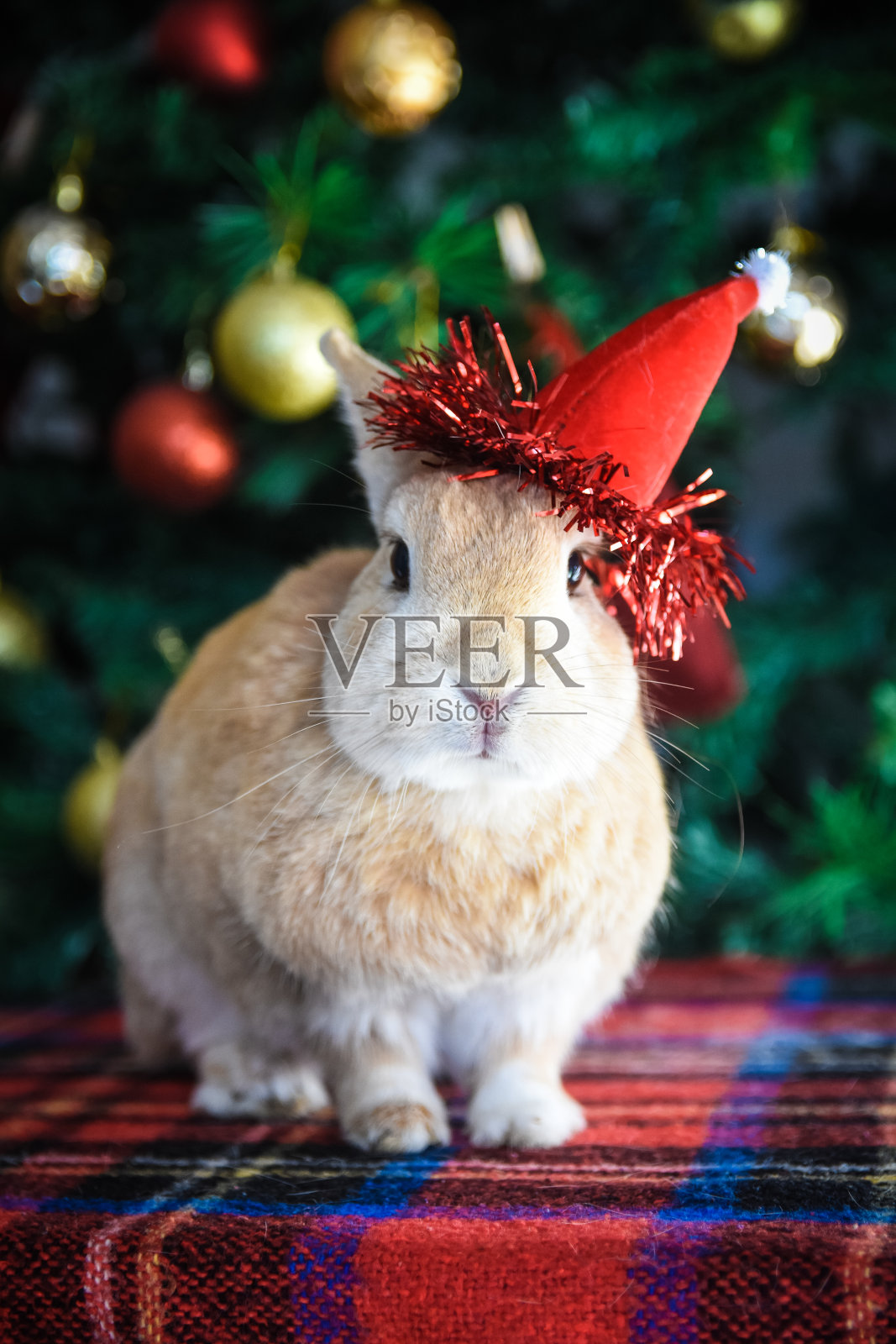 圣诞兔子照片摄影图片