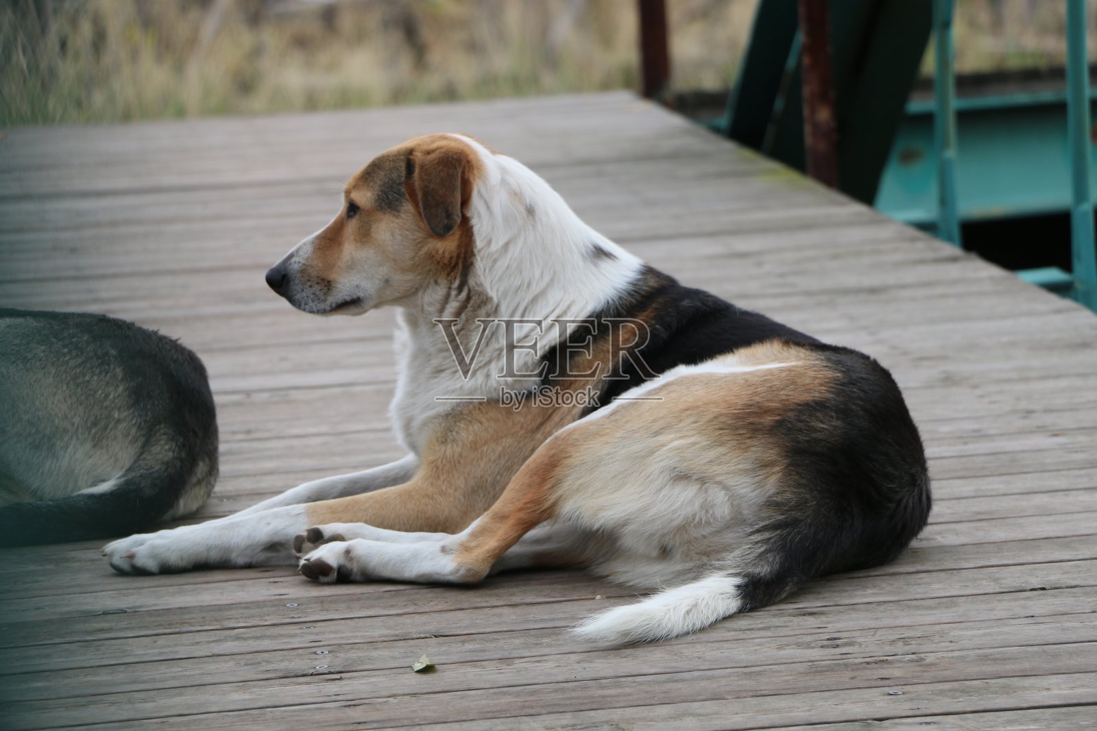 在自然环境中散步的狗照片摄影图片