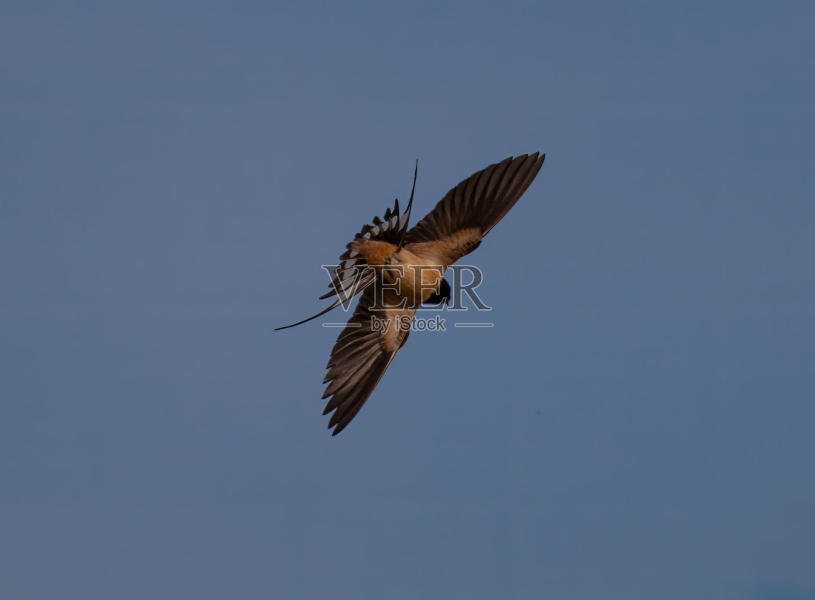 低角度拍摄的谷仓燕子鸟在蓝天中飞行照片摄影图片