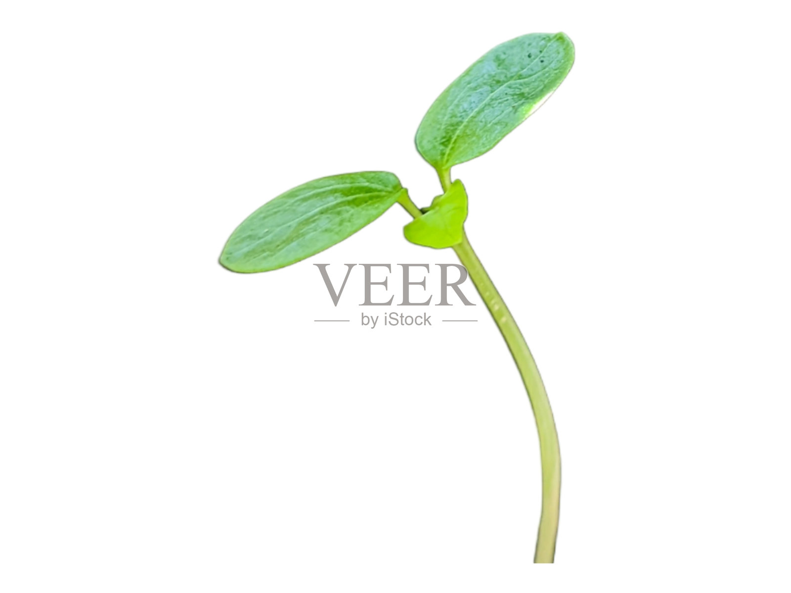 绿芽白底。孤立的照片摄影图片