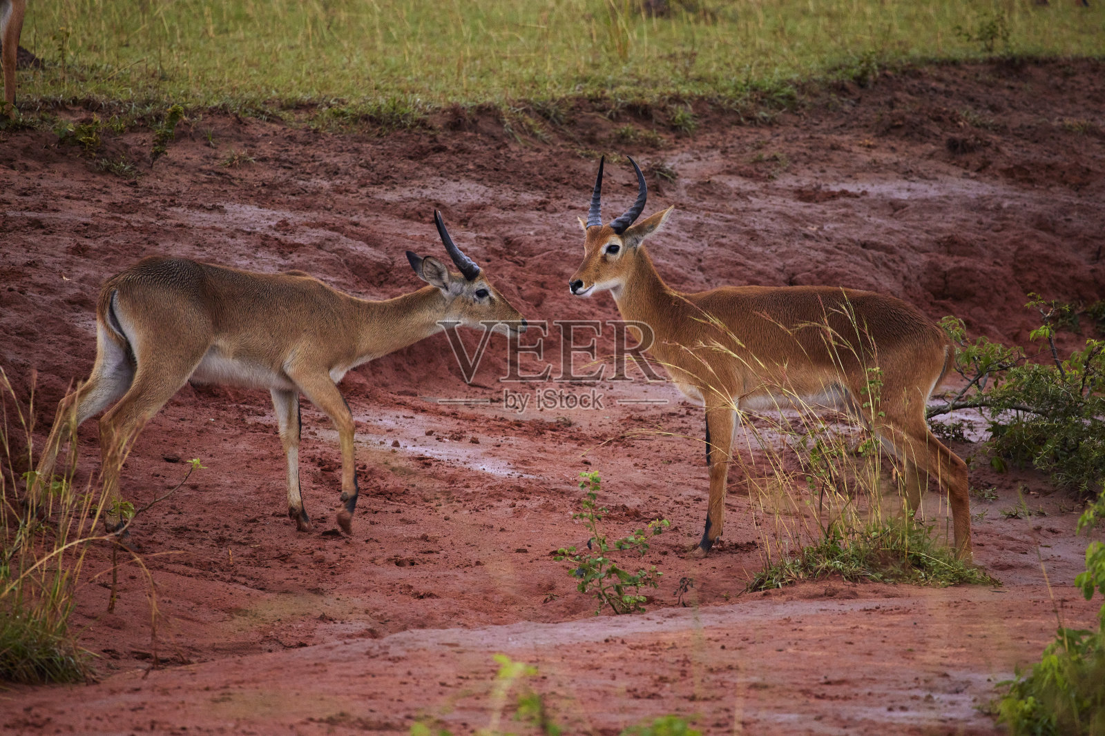 两只非洲羚羊依偎在一起照片摄影图片