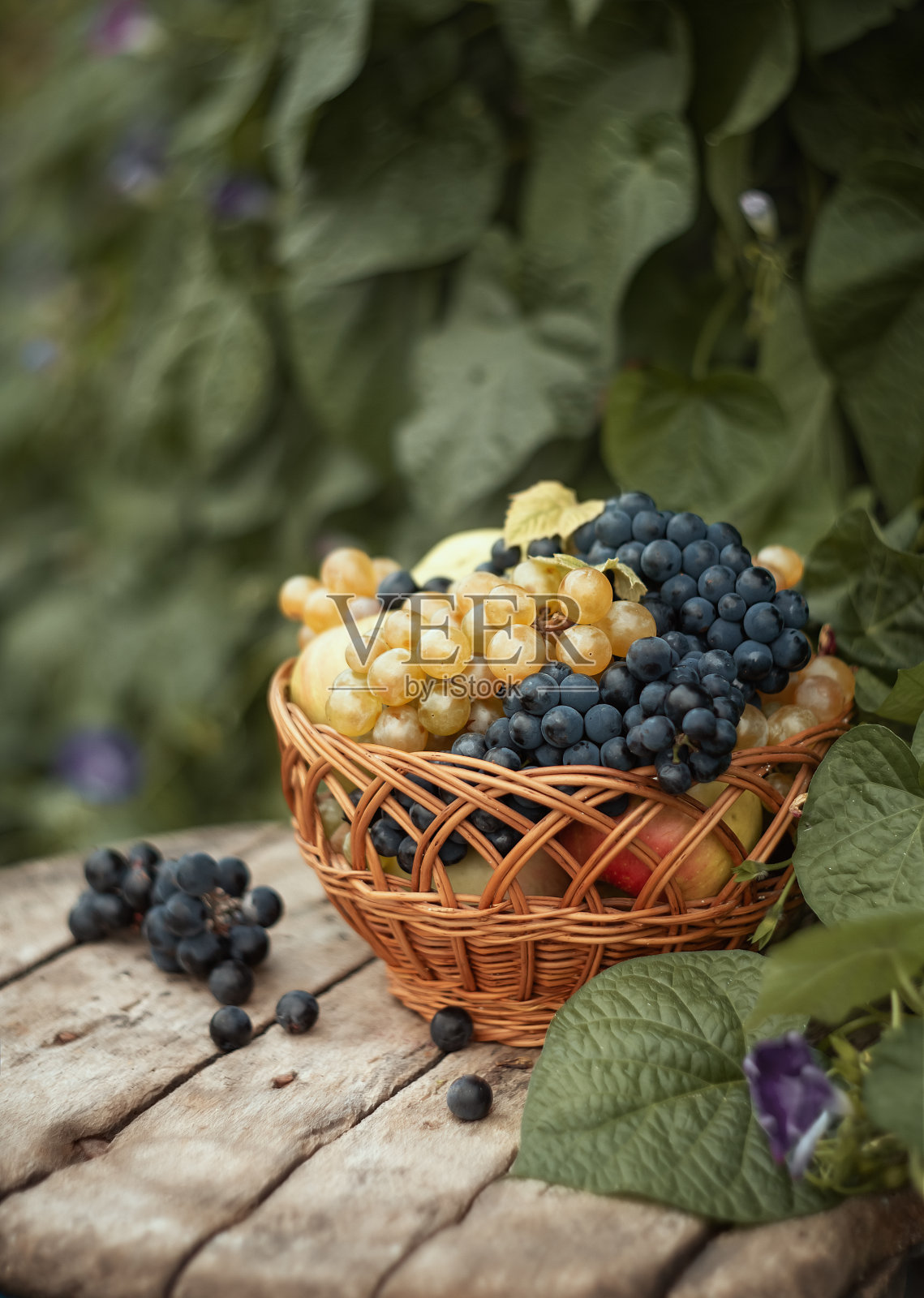 静物。照片摄影图片