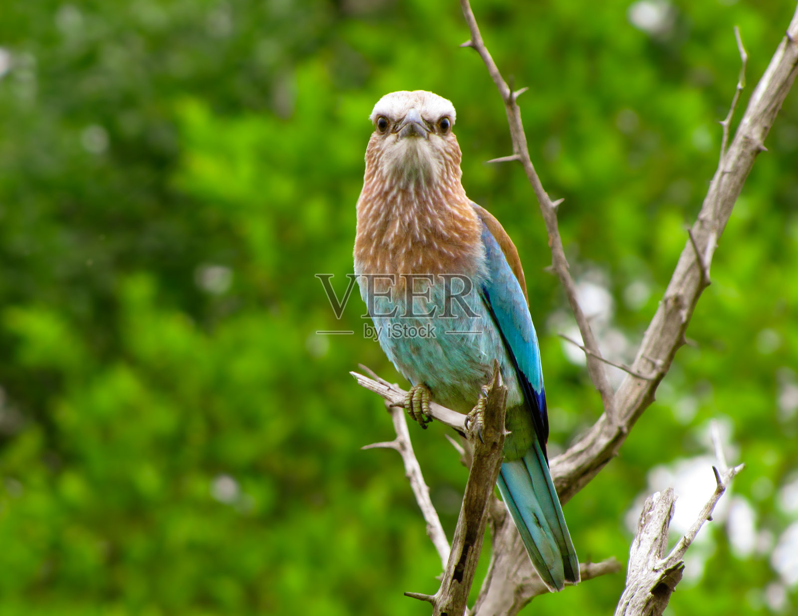 年轻的丁香胸滚轮鸟-南非照片摄影图片