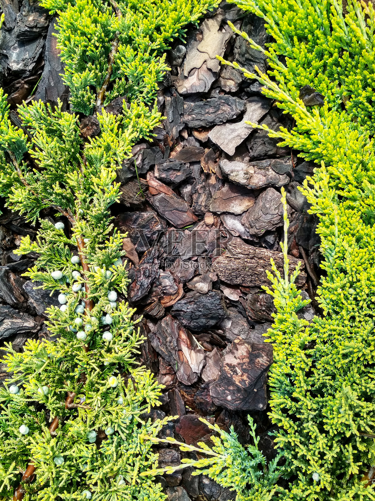 “金地毯”刺柏。刺柏树枝纹理针背景照片摄影图片