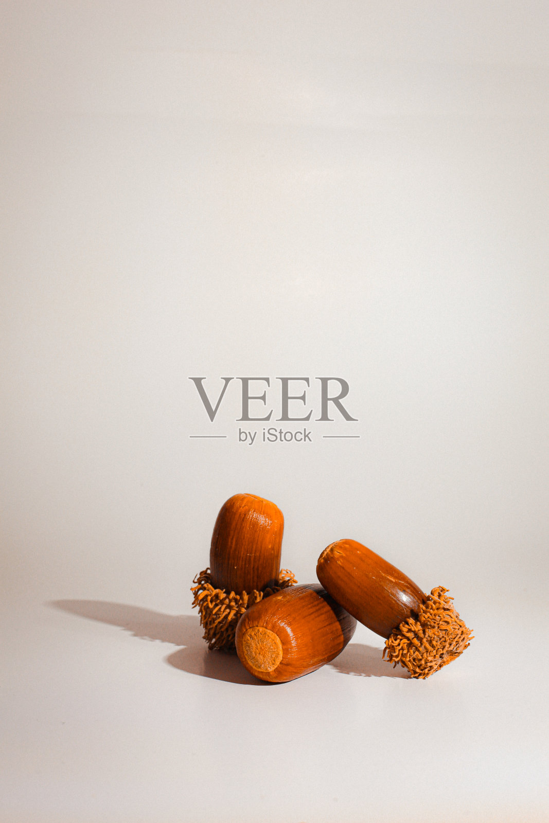 白色背景上的橡子照片摄影图片