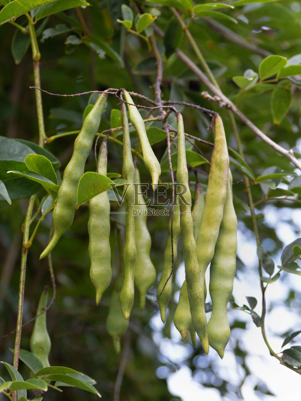 Sakkofuji水果照片摄影图片