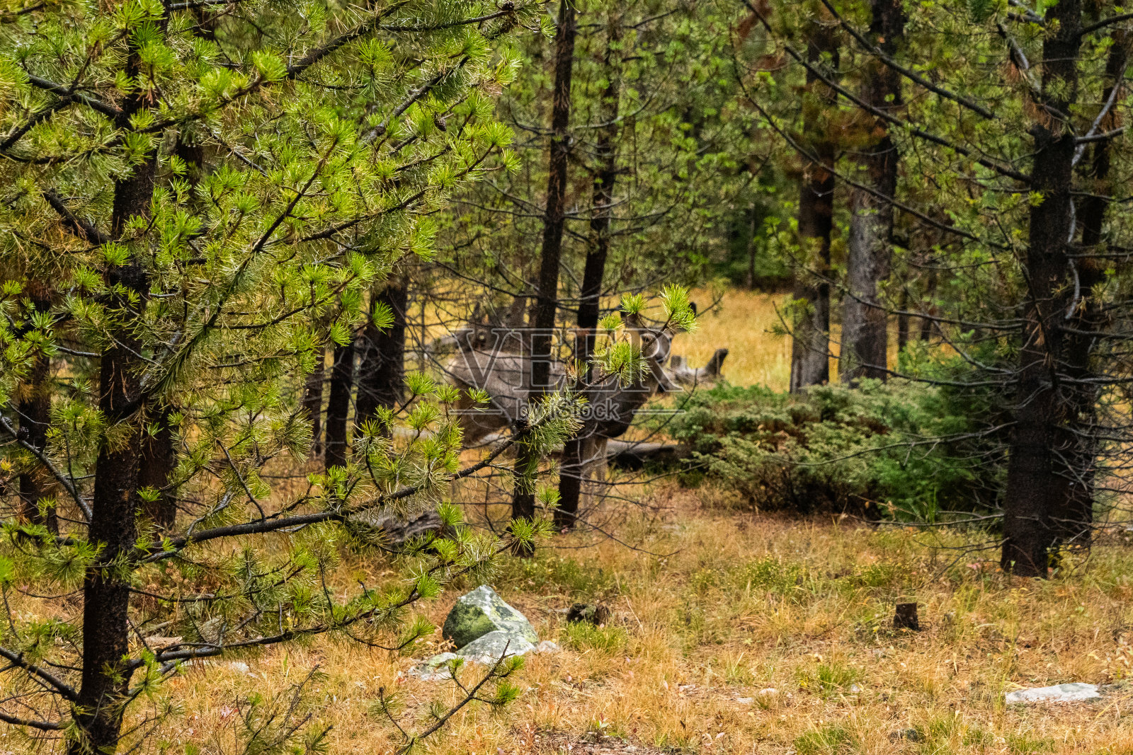 意外的森林游客照片摄影图片
