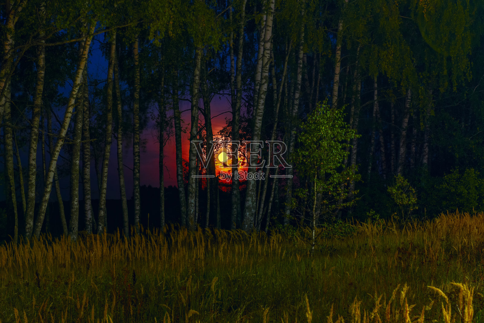 林间空地的夜景照片摄影图片