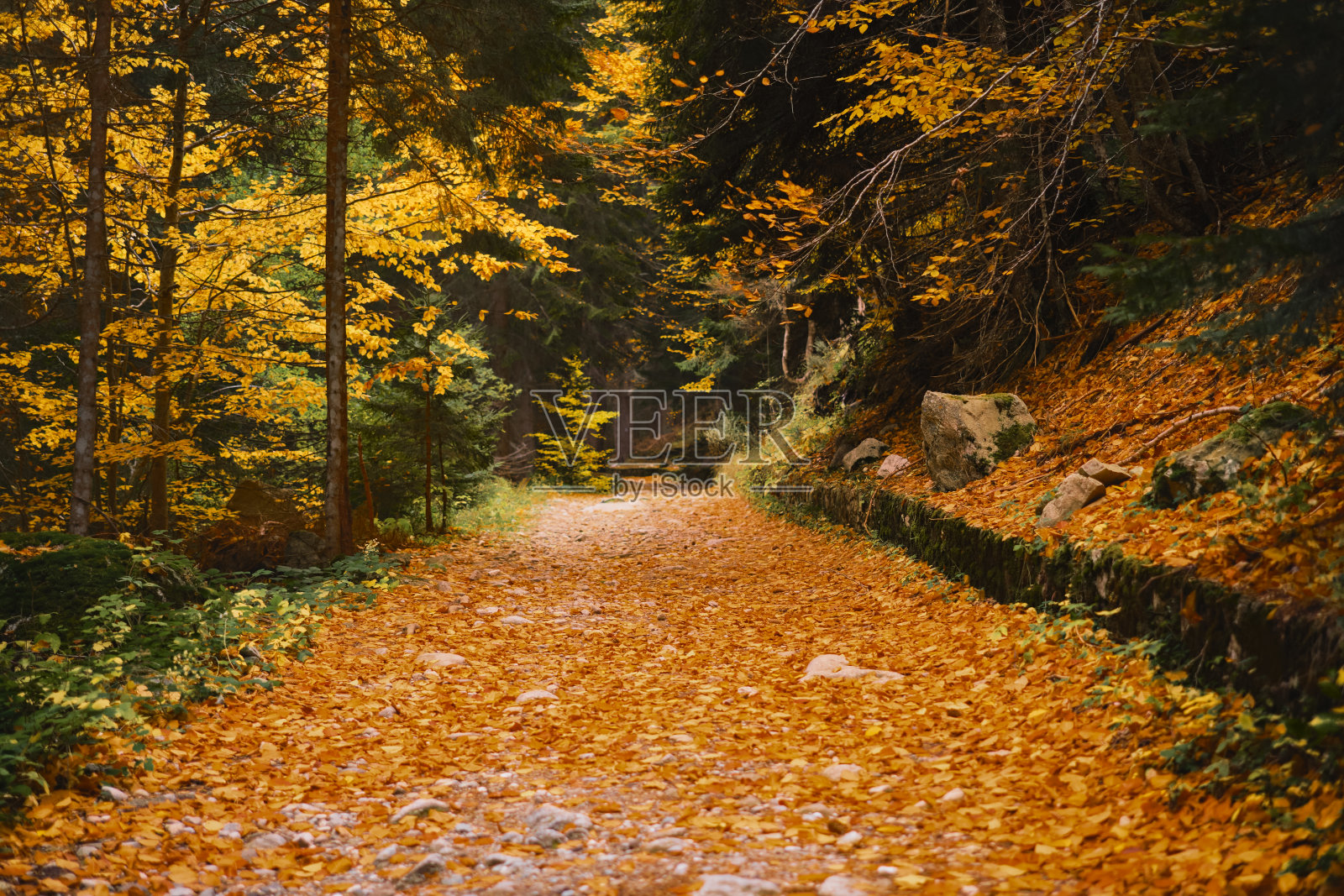 在秋林的路上，鲜亮美丽的橘黄色树叶落在地上，森林沐浴着，欣赏着秋林照片摄影图片