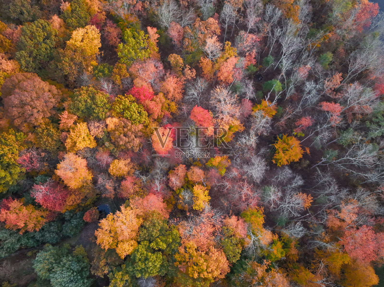 新英格兰的森林照片摄影图片