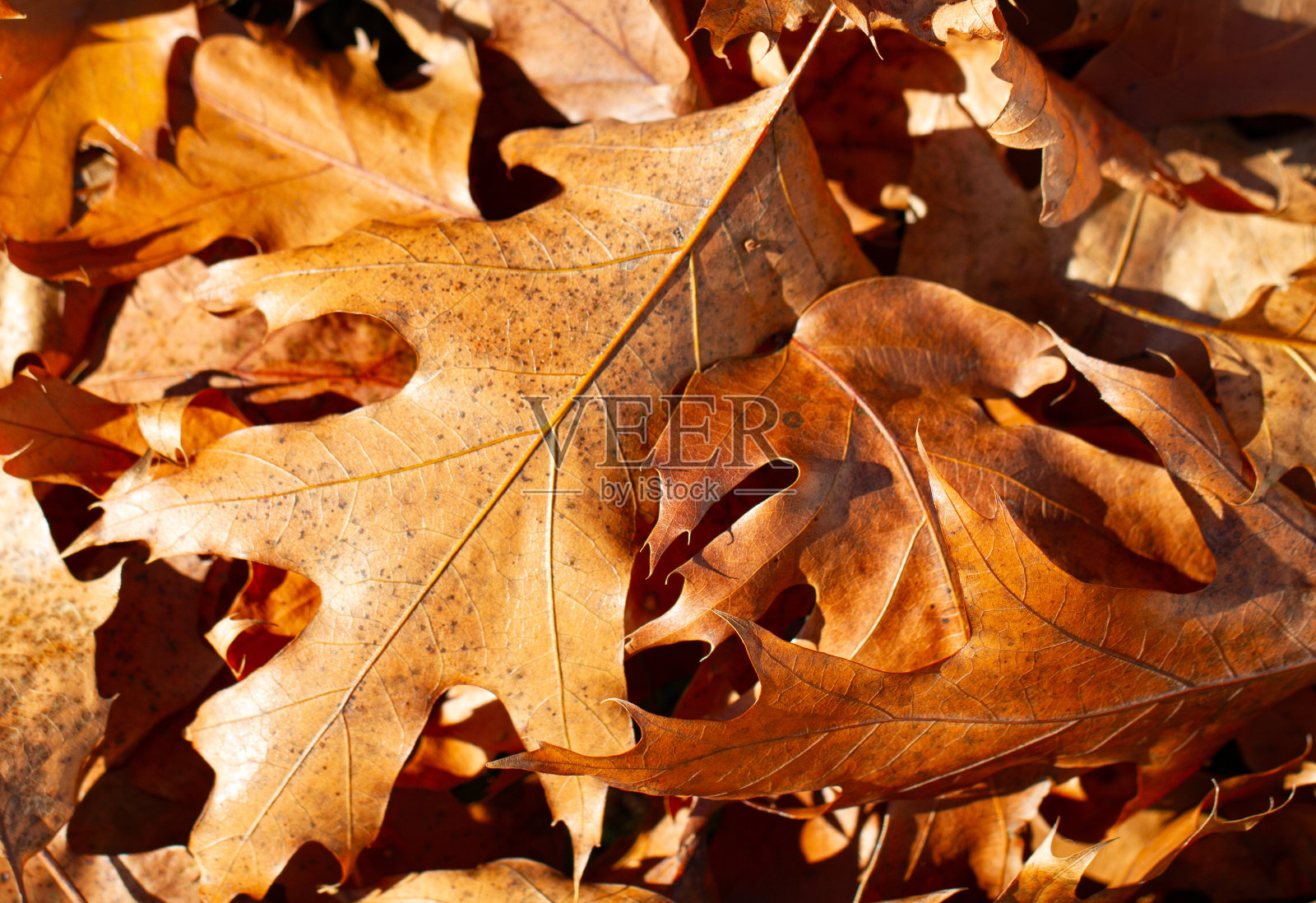 秋天的枯叶合在一起照片摄影图片