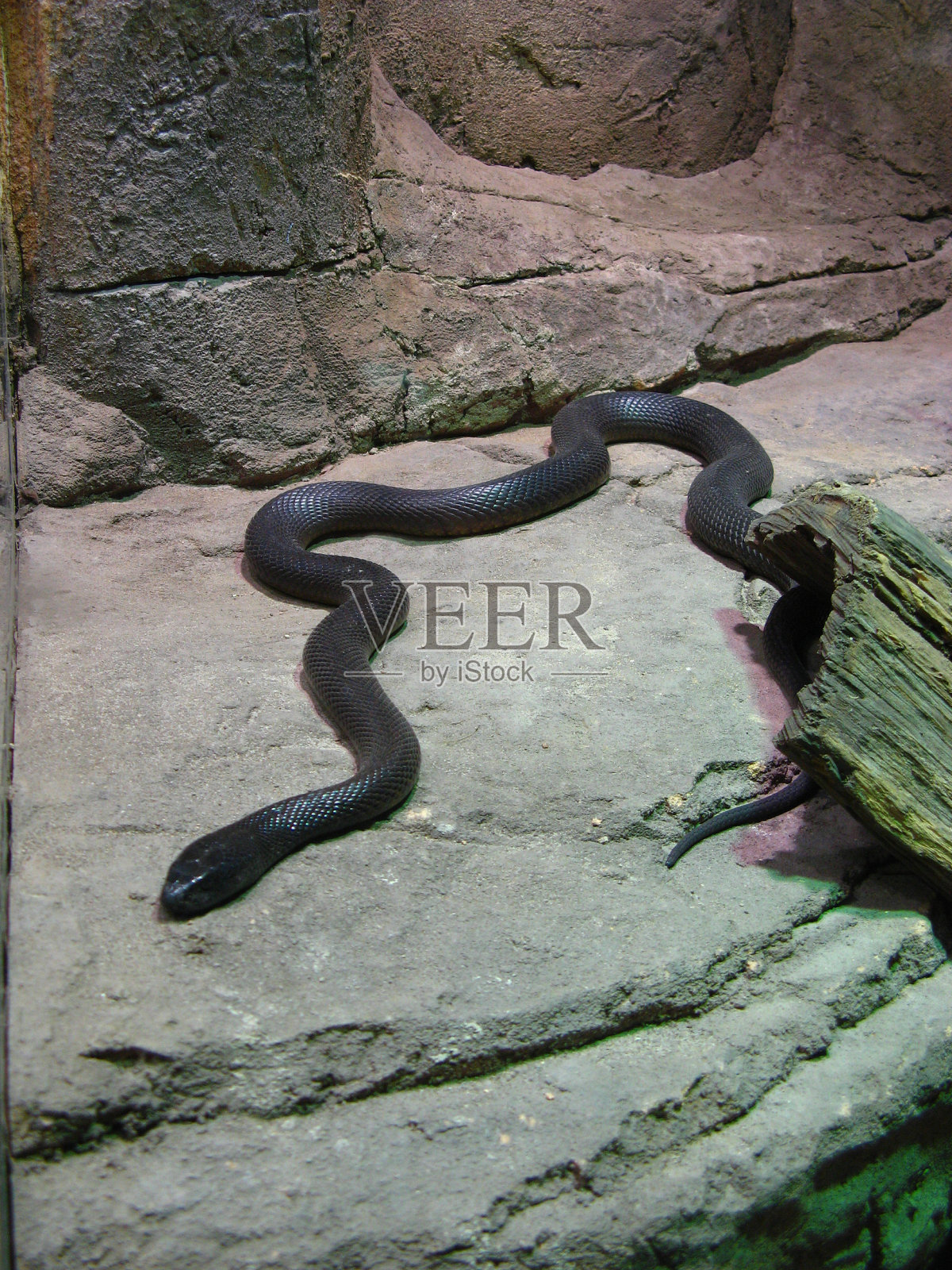 蛇照片摄影图片