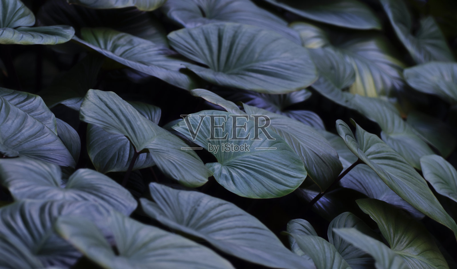 自然的绿叶作为背景照片摄影图片