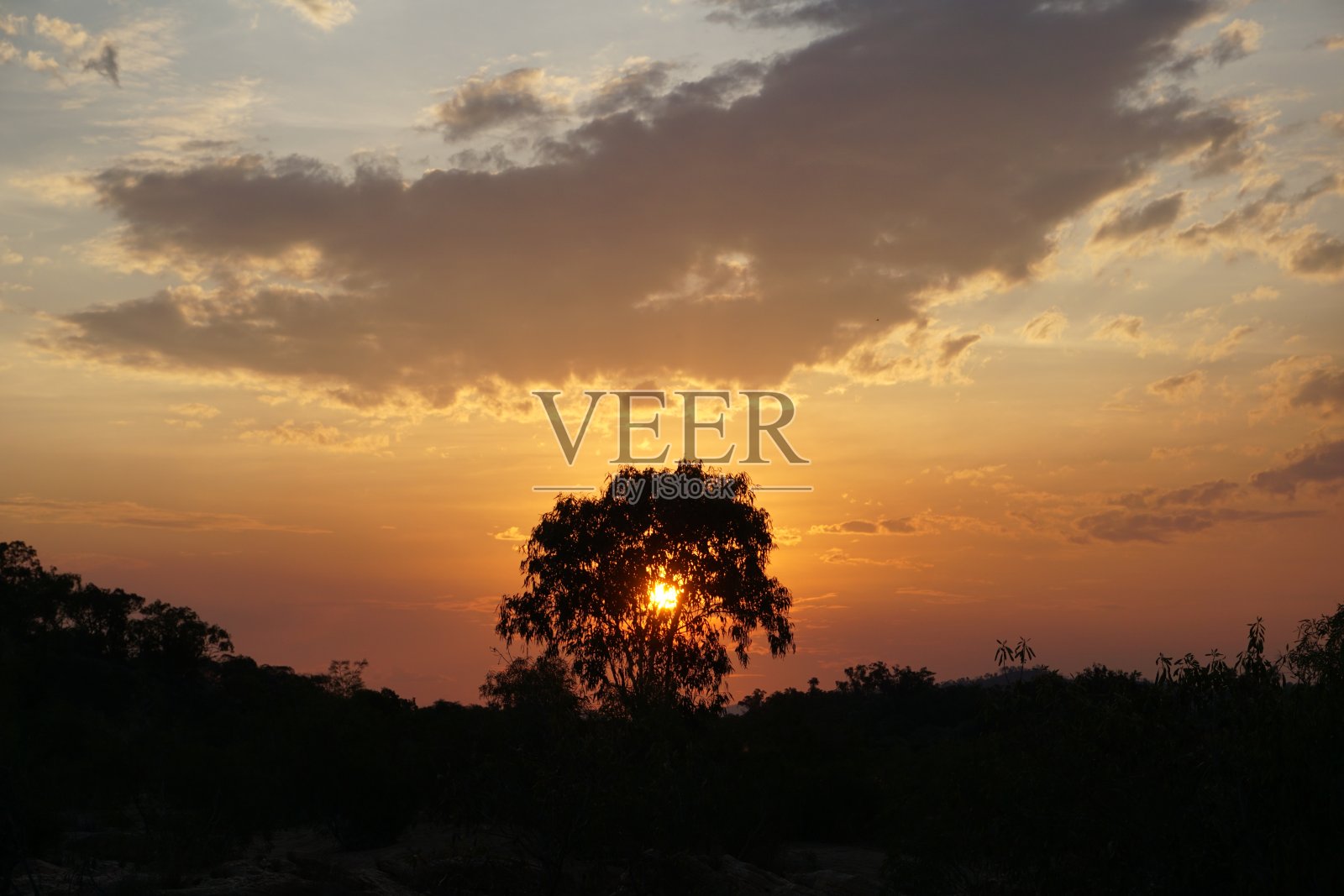 在澳大利亚昆士兰州的奇拉戈内陆，太阳在树后、树的剪影或轮廓下，呈现出戏剧性的彩色橙色日落照片摄影图片